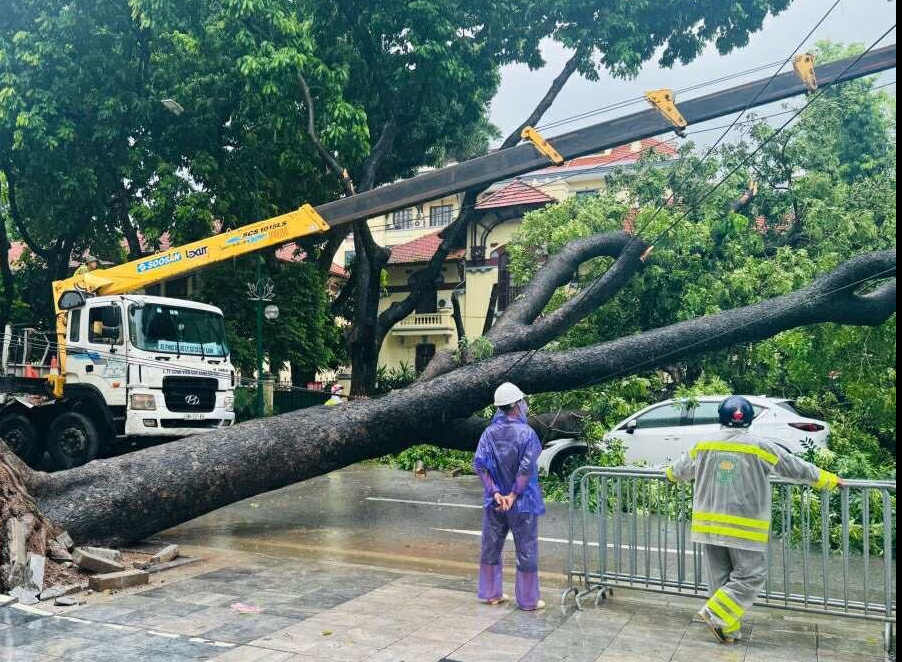 VIDEO: C&acirc;y x&agrave; cừ lớn bất ngờ đổ đ&egrave; bẹp xe &ocirc; t&ocirc; đang chạy tr&ecirc;n đường phố H&agrave; Nội- Ảnh 2.