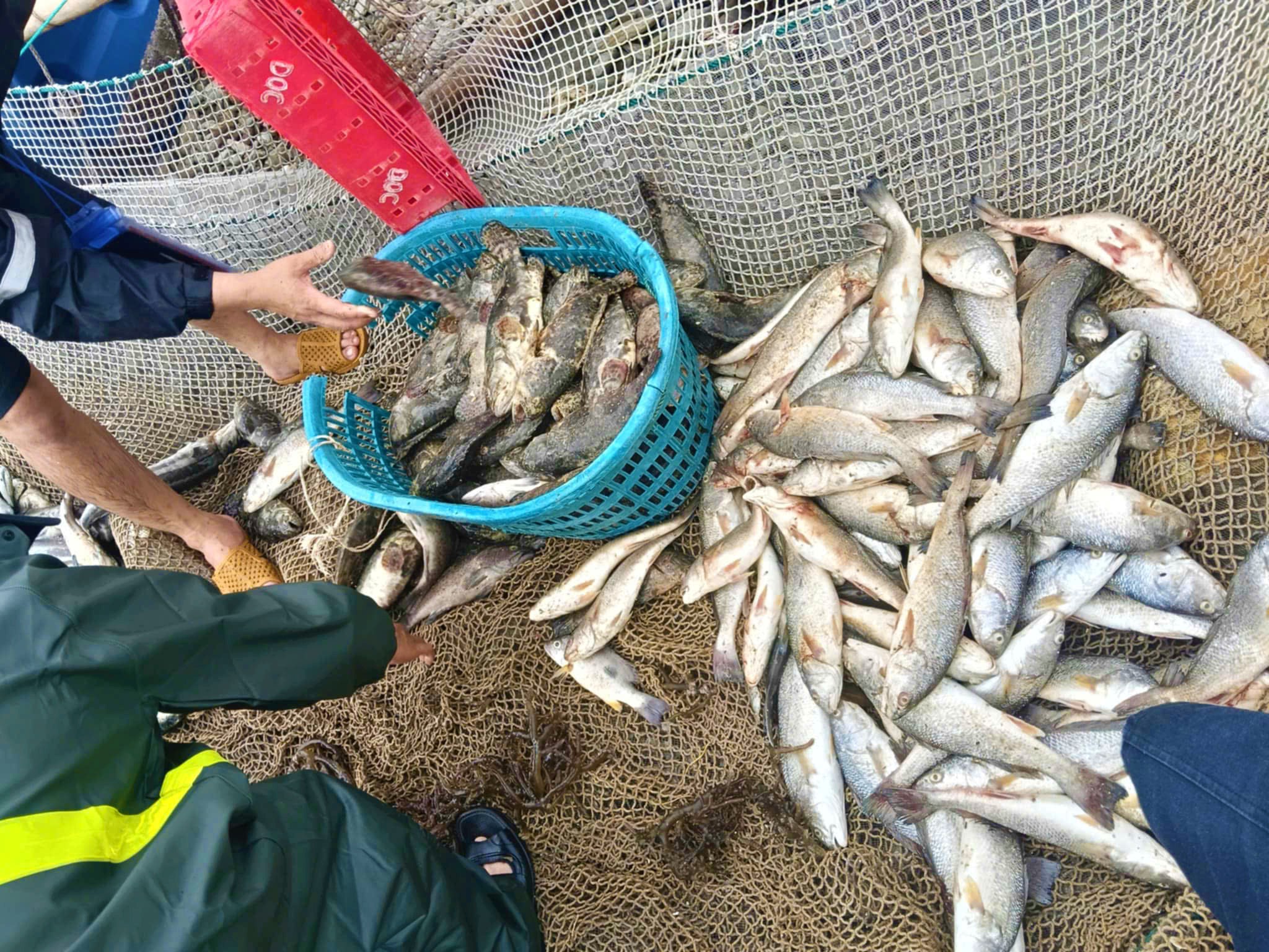 Cận cảnh lồng bè cá Hòn La bị sóng xé tan, ngư dân khóc ròng (!) - Ảnh 6.