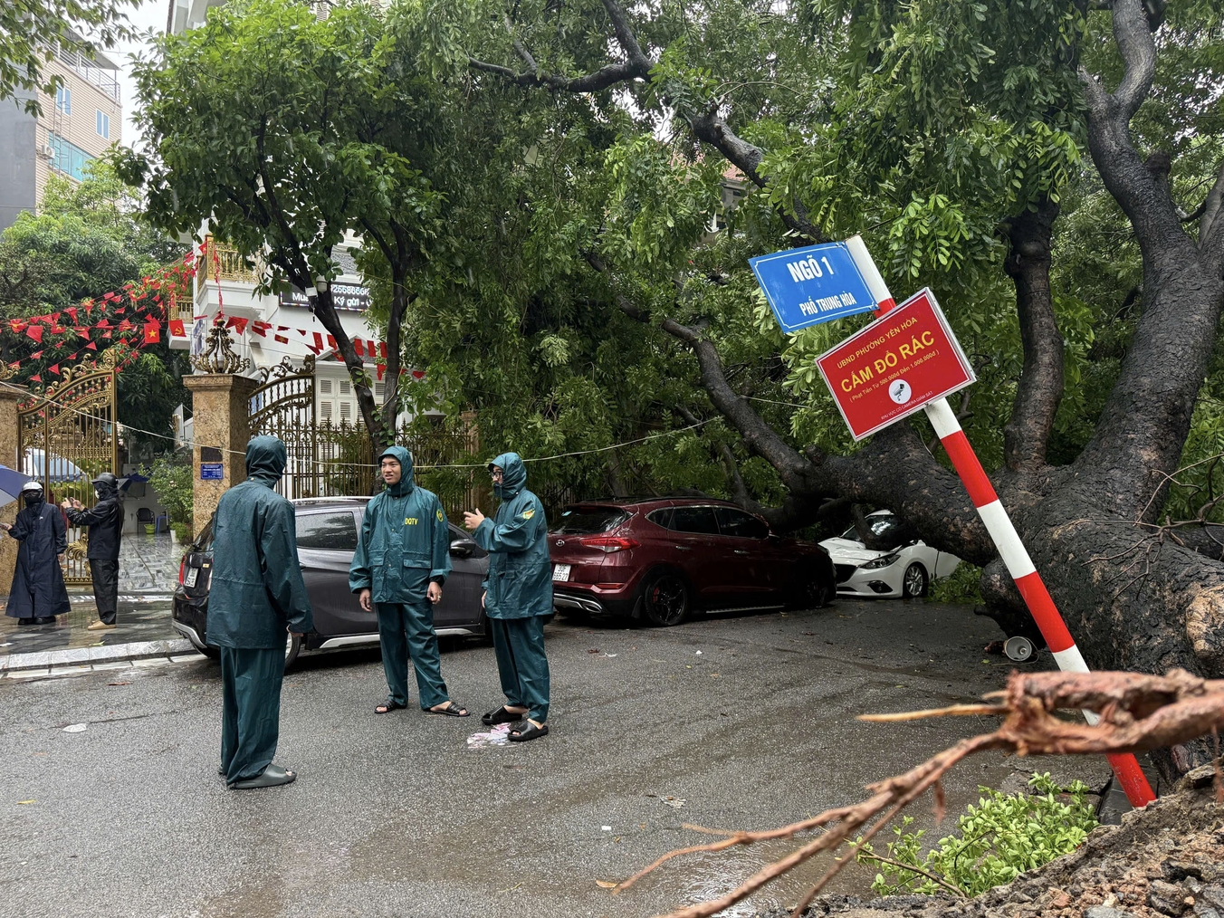 C&acirc;y xanh lớn đổ đ&egrave; tr&uacute;ng 2 &ocirc; t&ocirc; tr&ecirc;n đường phố- Ảnh 1.
