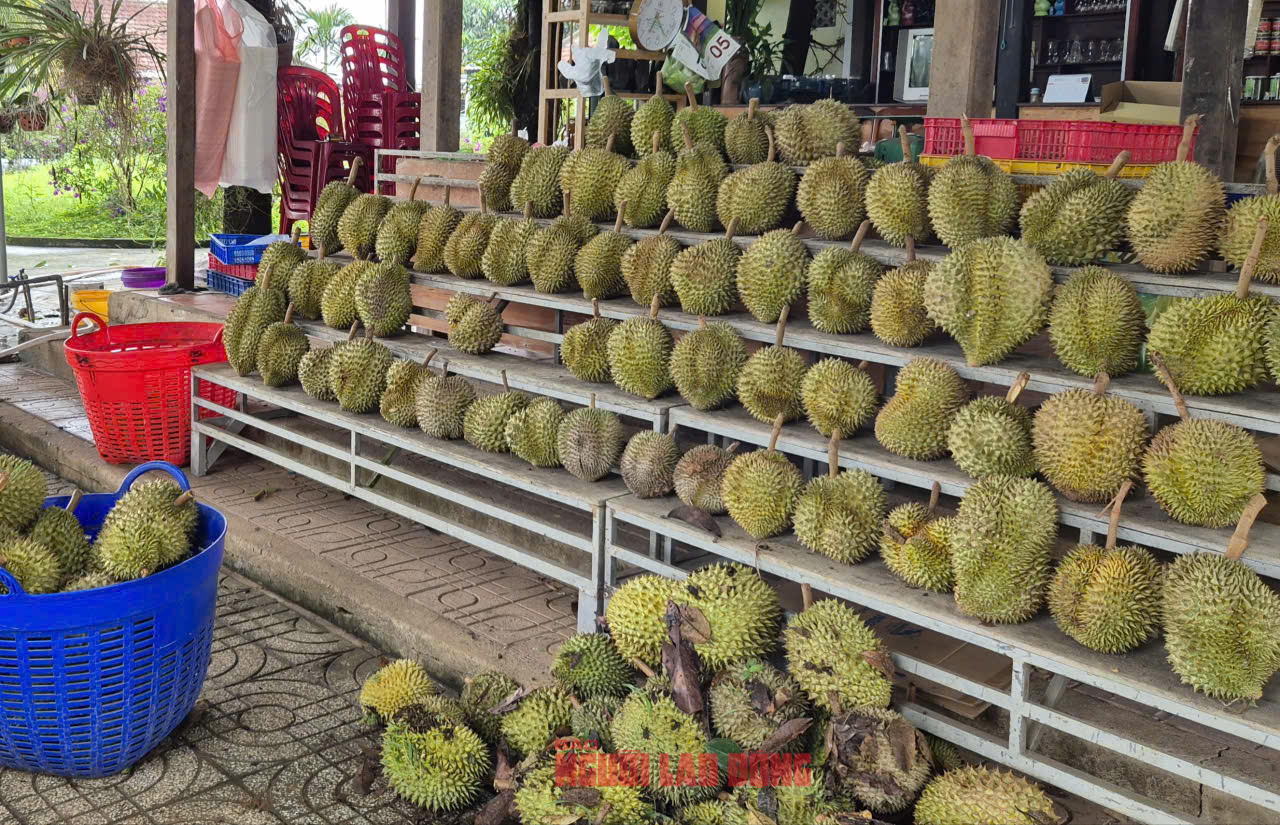 Gi&aacute; sầu ri&ecirc;ng tăng n&oacute;ng, v&igrave; sao n&ocirc;ng d&acirc;n vẫn than kh&oacute; xuất khẩu?- Ảnh 1.