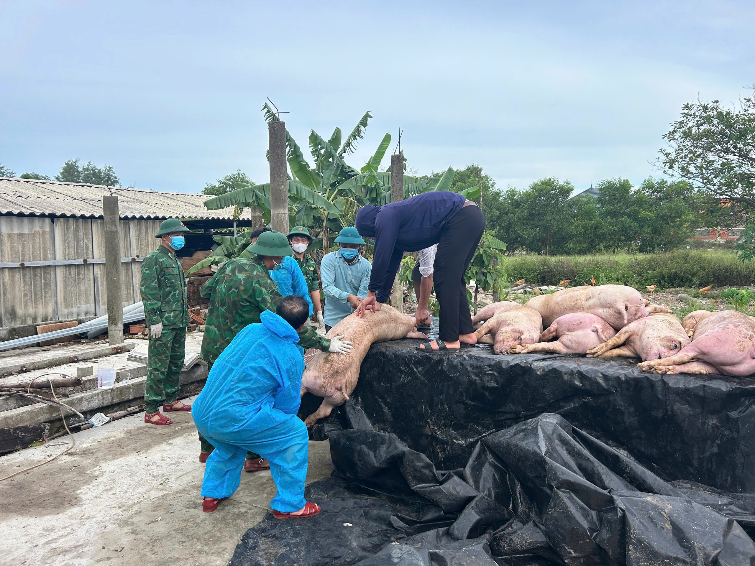 Một hộ nông dân ở Quảng Trị mất trắng 300 triệu do dịch tả heo châu Phi - Ảnh 1.