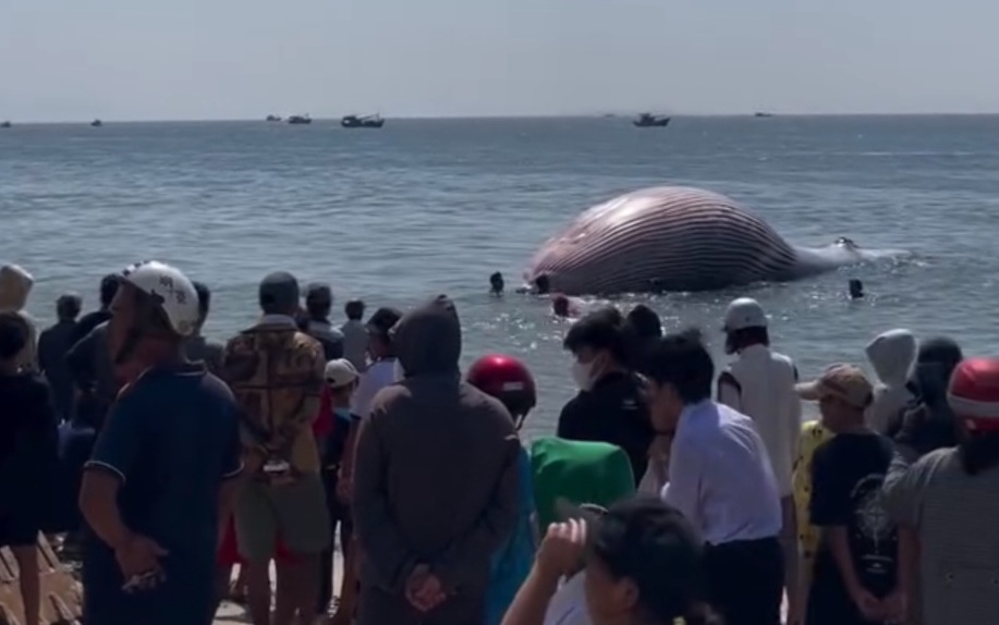 Phát hiện cá voi nặng gần 8 tấn lụy gần bờ, ngư dân hợp sức đưa vào chôn cất