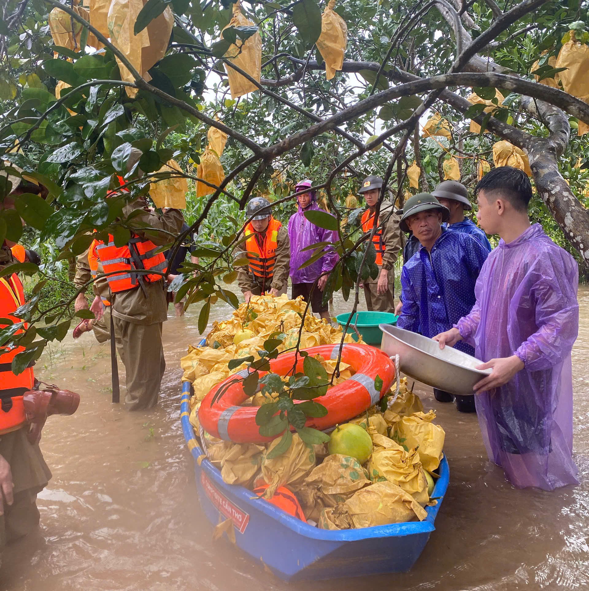 C&ocirc;ng an ng&acirc;m m&igrave;nh trong nước lũ gi&uacute;p d&acirc;n thu hoạch bưởi- Ảnh 3.