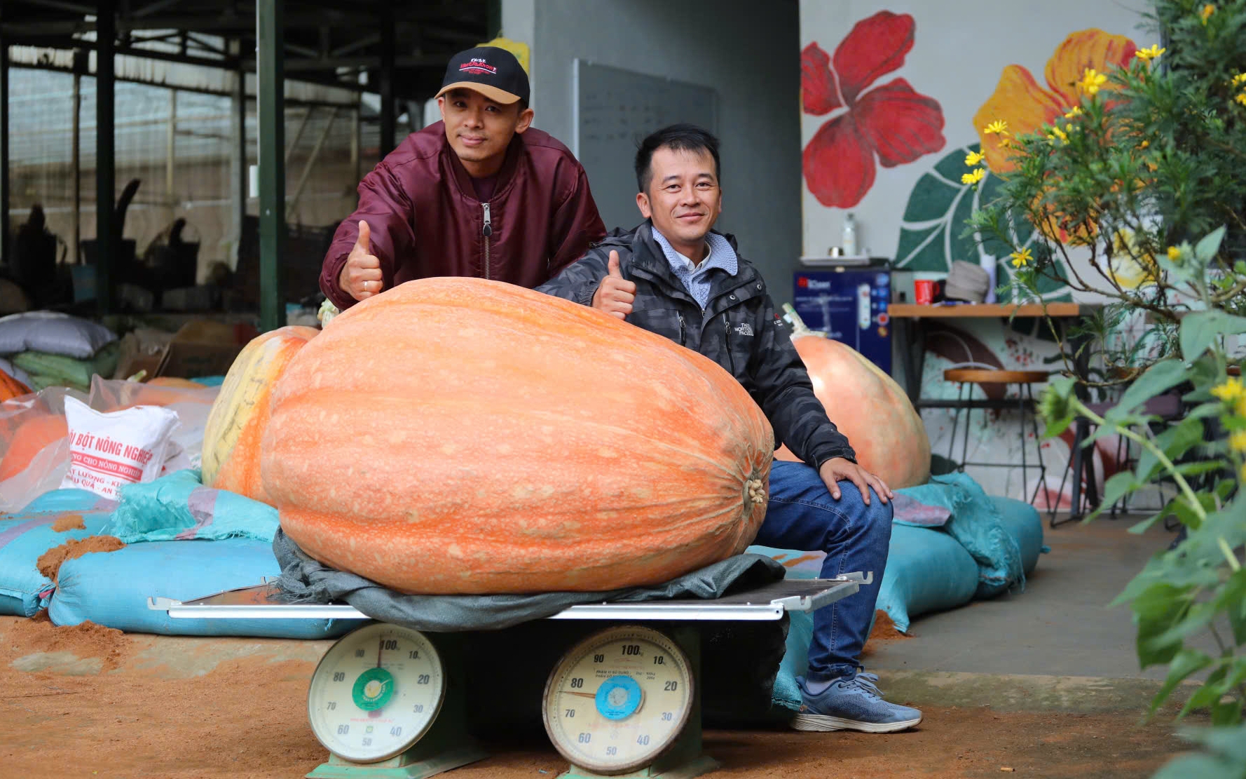 Bí ngô khổng lồ ở Đà Lạt nặng 174 kg, 4 người khiêng ra khỏi vườn