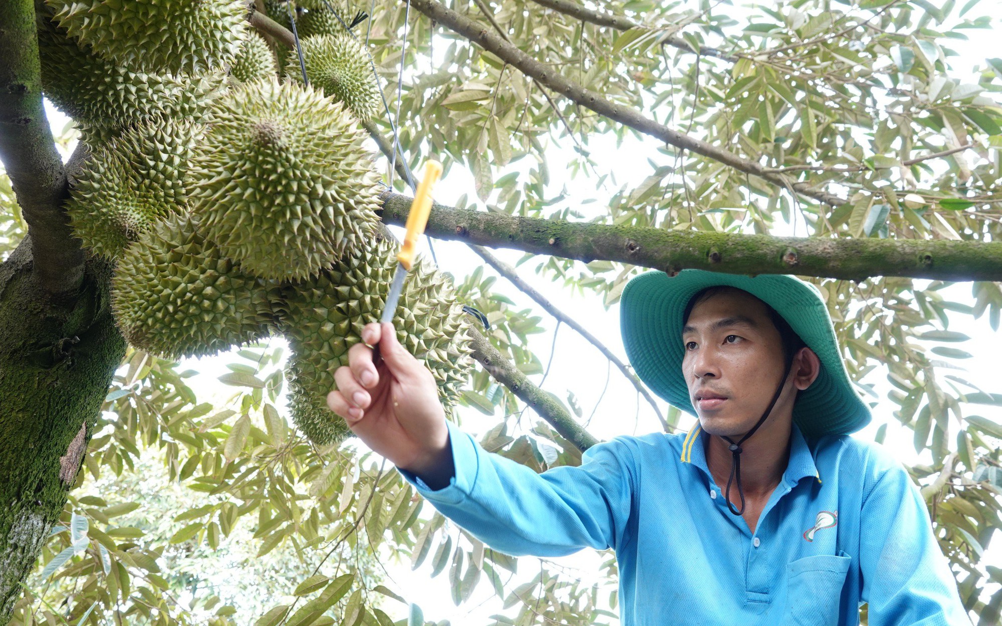 Xuất khẩu n&ocirc;ng sản Việt Nam tăng trưởng mạnh mẽ Trong năm 2025 - Ảnh 2.