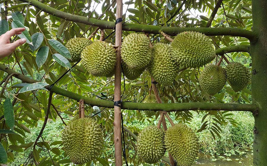 Ban hành quy trình kiểm soát sầu riêng tươi xuất khẩu