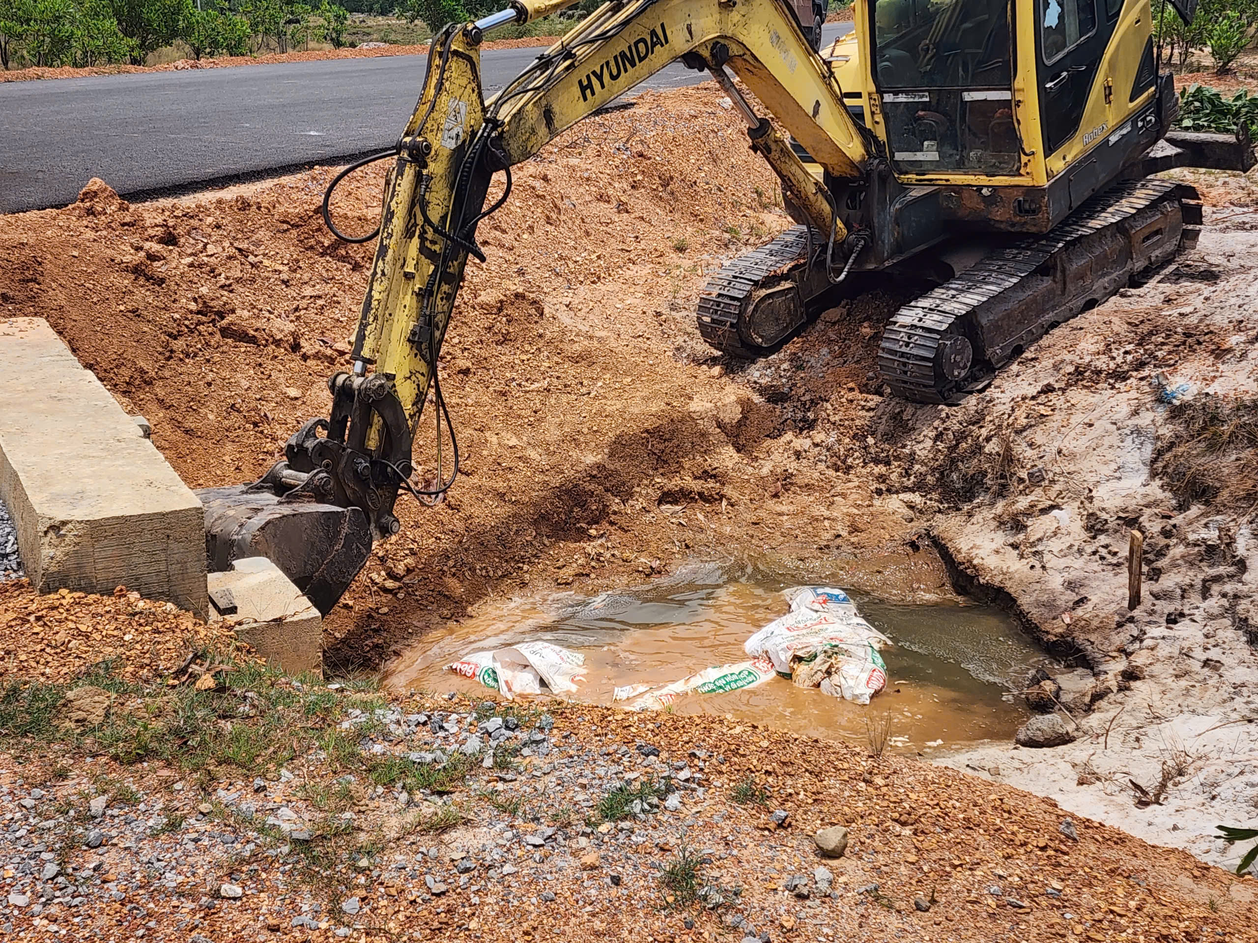 Xác heo chết vứt bừa bãi ở Quảng Trị gây lo ngại sức khỏe môi trường - Ảnh 1.
