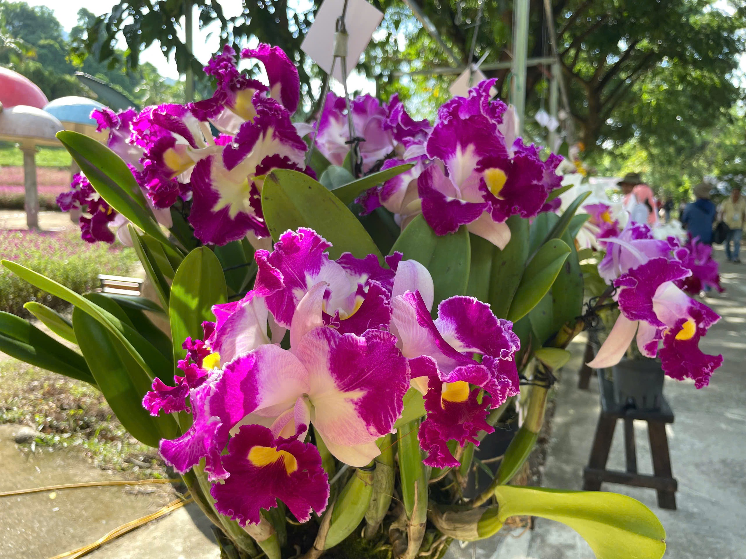 Ngắm kiệt tác thiên nhiên hoa lan mùa hạ tại Khánh Hòa- Ảnh 3.