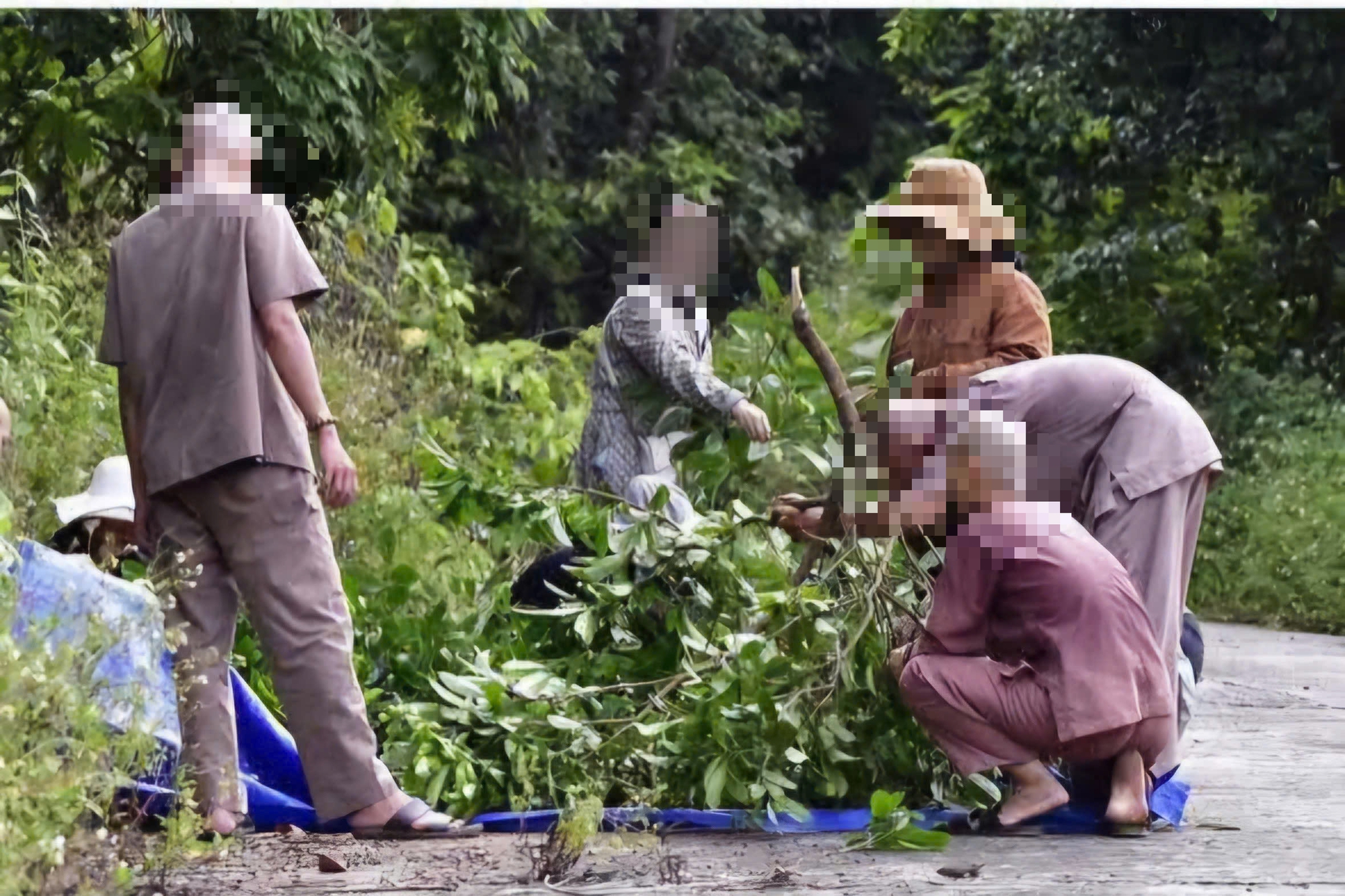 Lên bán đảo Sơn Trà bẻ cành hái quả chòi mòi, một người bị phạt trên 1,2 triệu đồng - Ảnh 1.