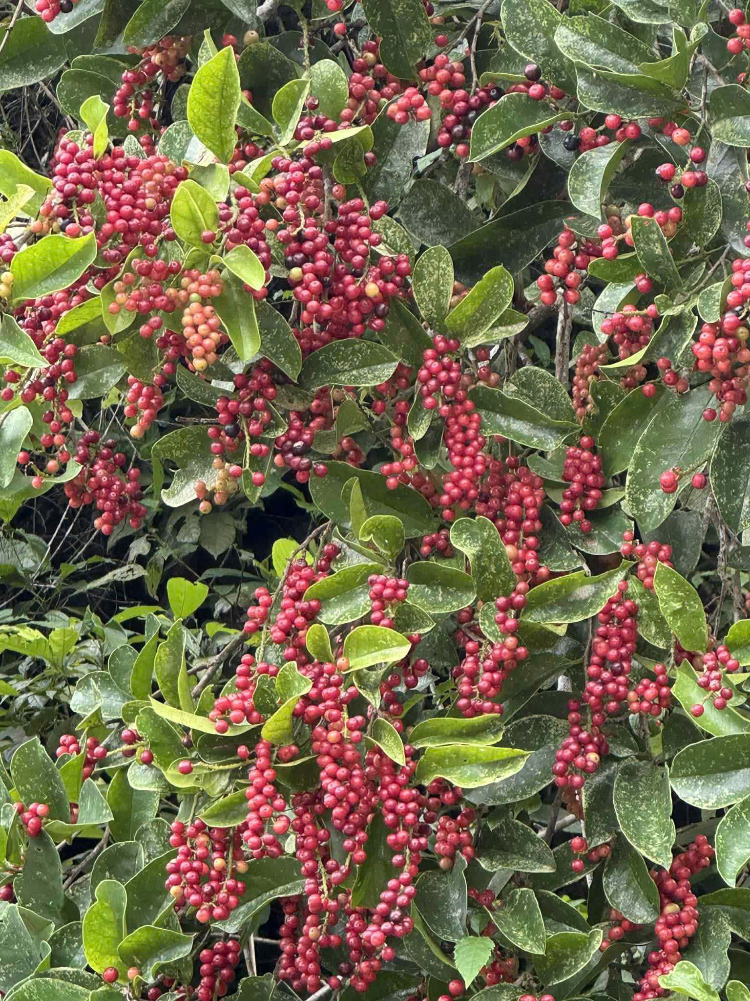 Lên bán đảo Sơn Trà bẻ cành hái quả chòi mòi, một người bị phạt trên 1,2 triệu đồng - Ảnh 2.