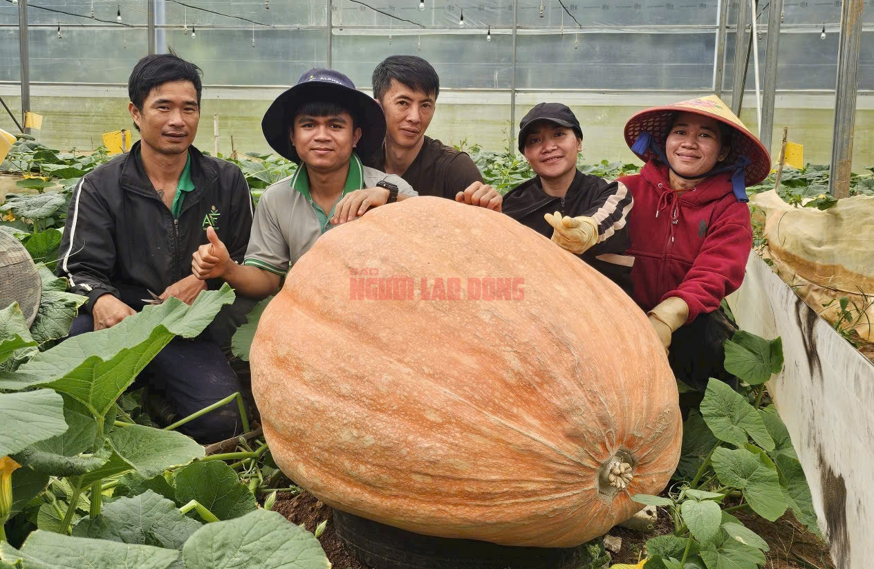 - Ảnh 1.