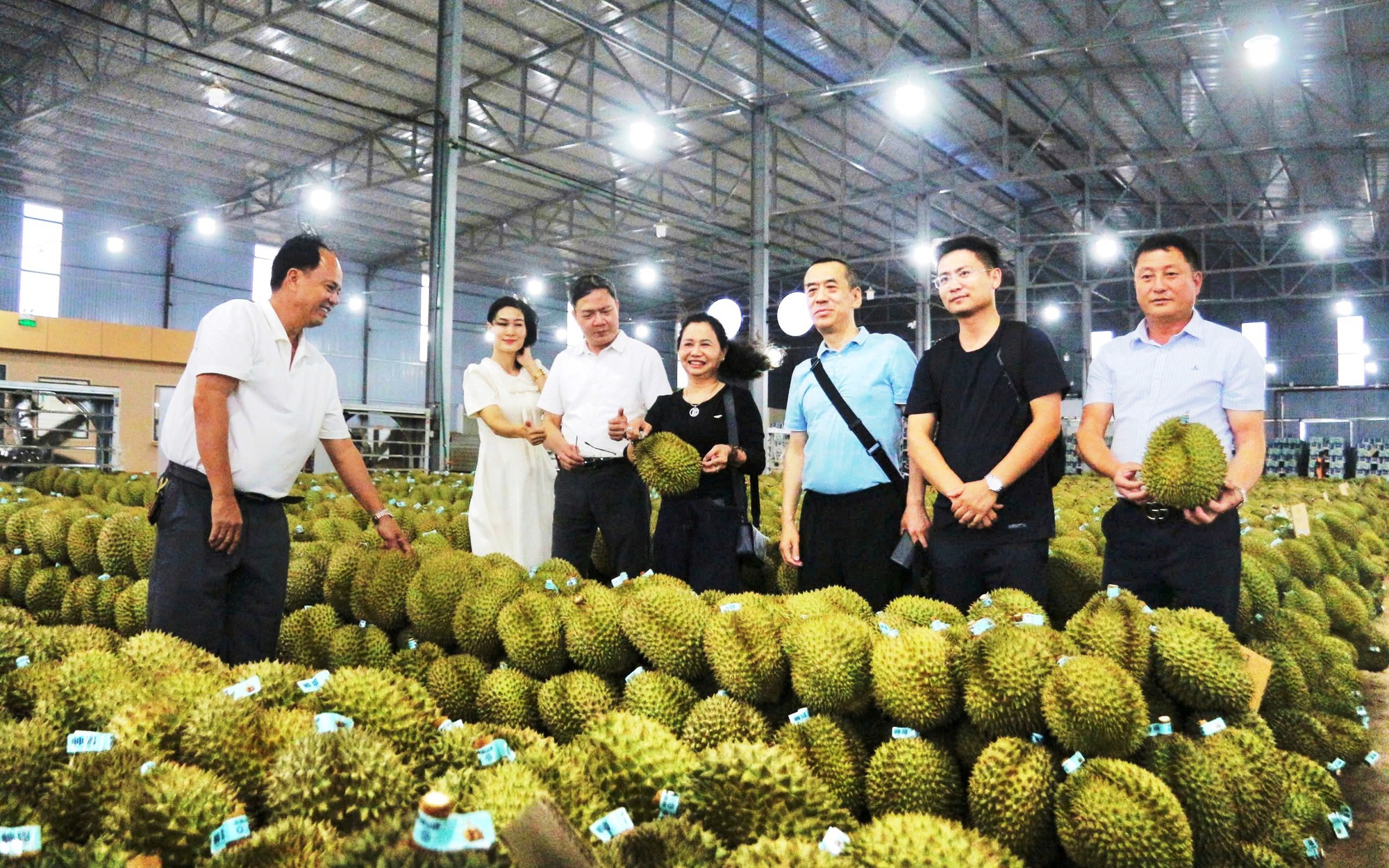 Sầu riêng gặp mưa, nhiều người "nát ruột"