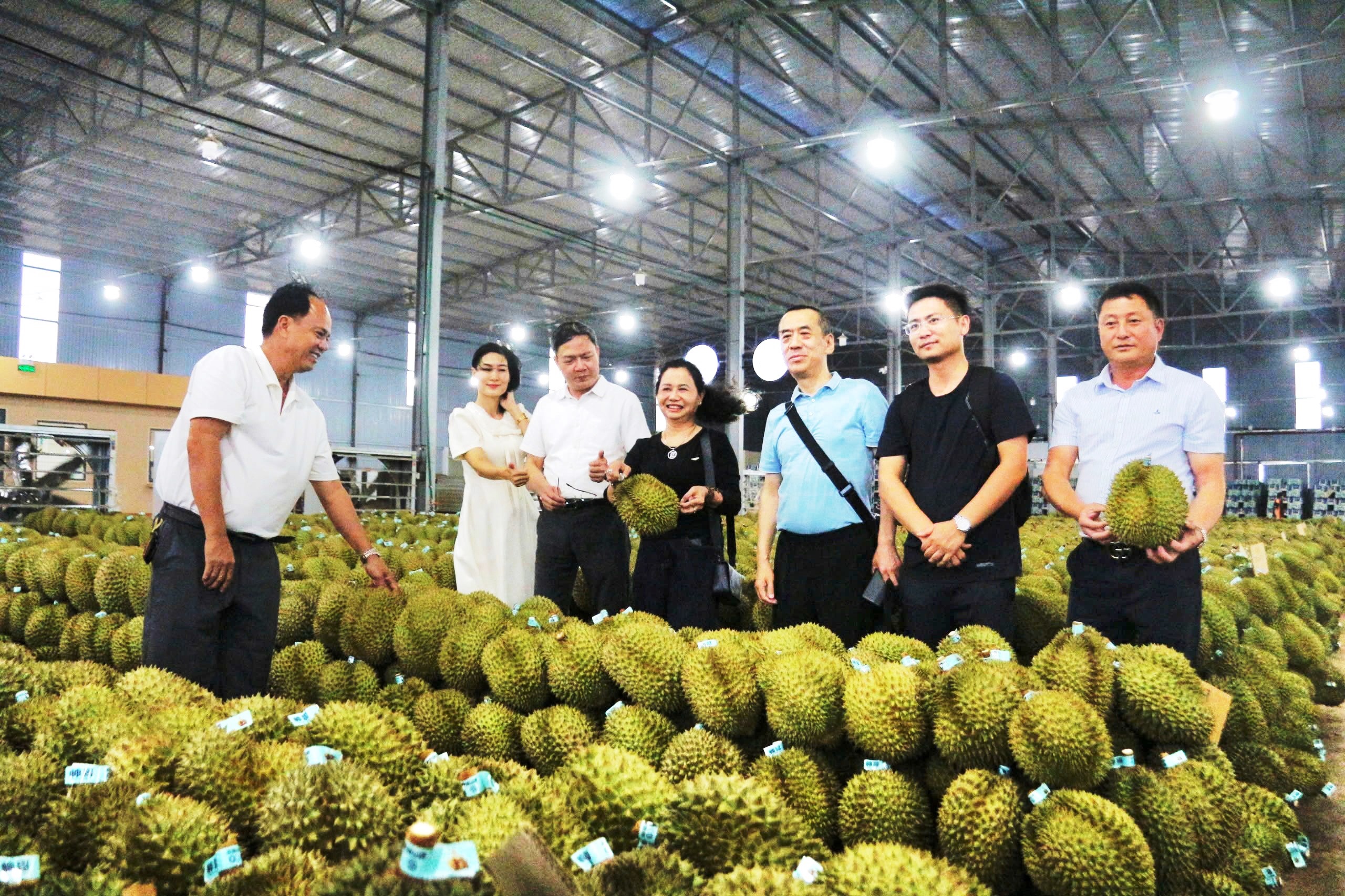Sầu ri&ecirc;ng gặp mưa, nhiều người "n&aacute;t ruột" - Ảnh 1.