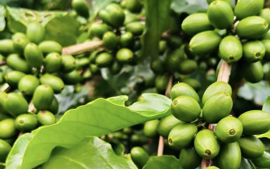 Giá cà phê hôm nay 11-9: Tăng mạnh và lợi thế mới của cà phê Việt