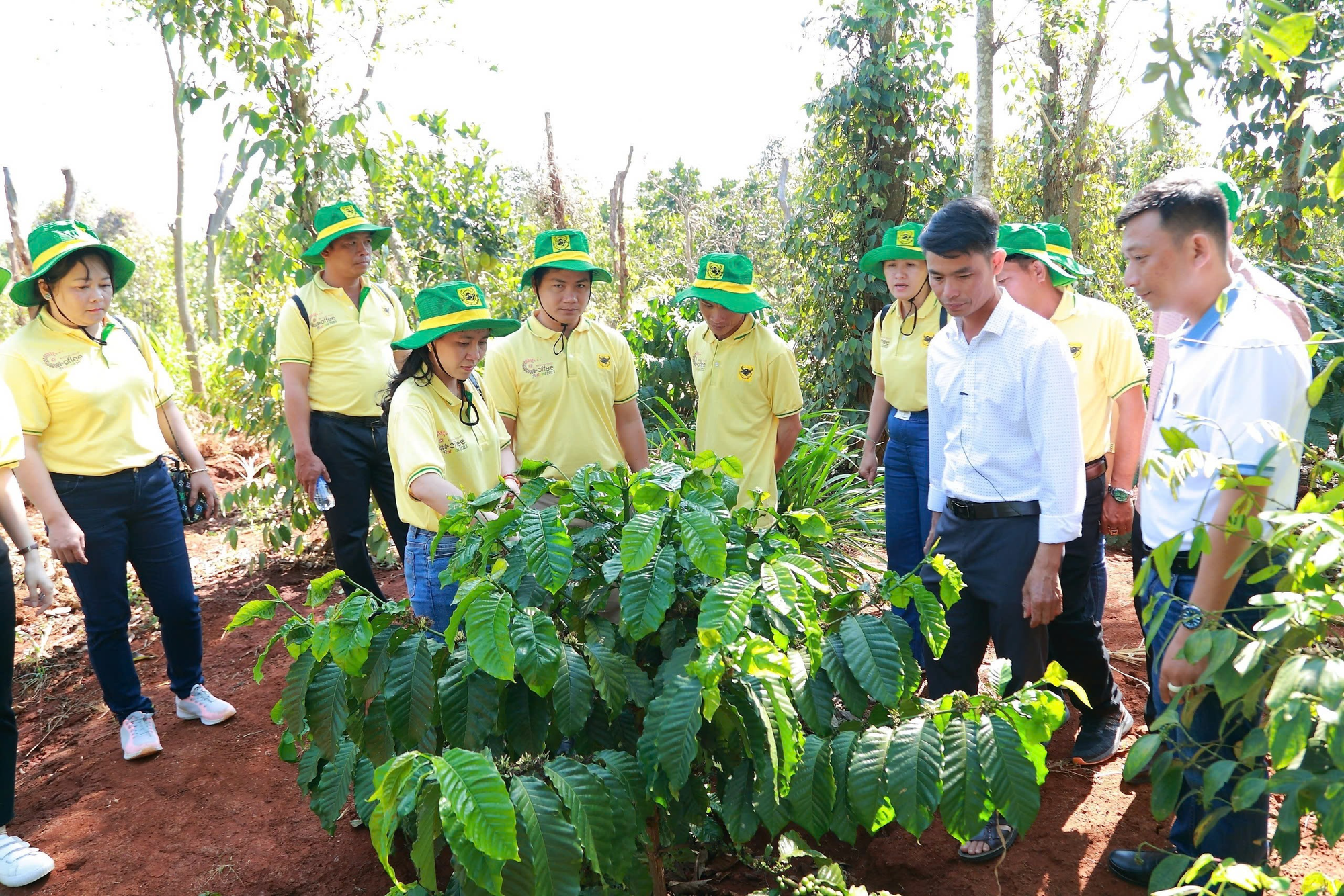Khai ph&aacute; tiềm năng c&agrave; ph&ecirc; Việt: H&agrave;nh tr&igrave;nh mới c&ugrave;ng Canh t&aacute;c c&agrave; ph&ecirc; th&ocirc;ng minh- Ảnh 1.