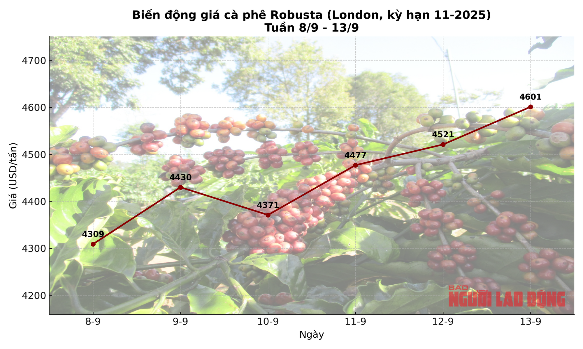 Gi&aacute; c&agrave; ph&ecirc; h&ocirc;m nay 13 - 9 tăng li&ecirc;n tiếp , c&agrave; ph&ecirc; h&ograve;a tan b&ugrave;ng nổ? - Ảnh 2.
