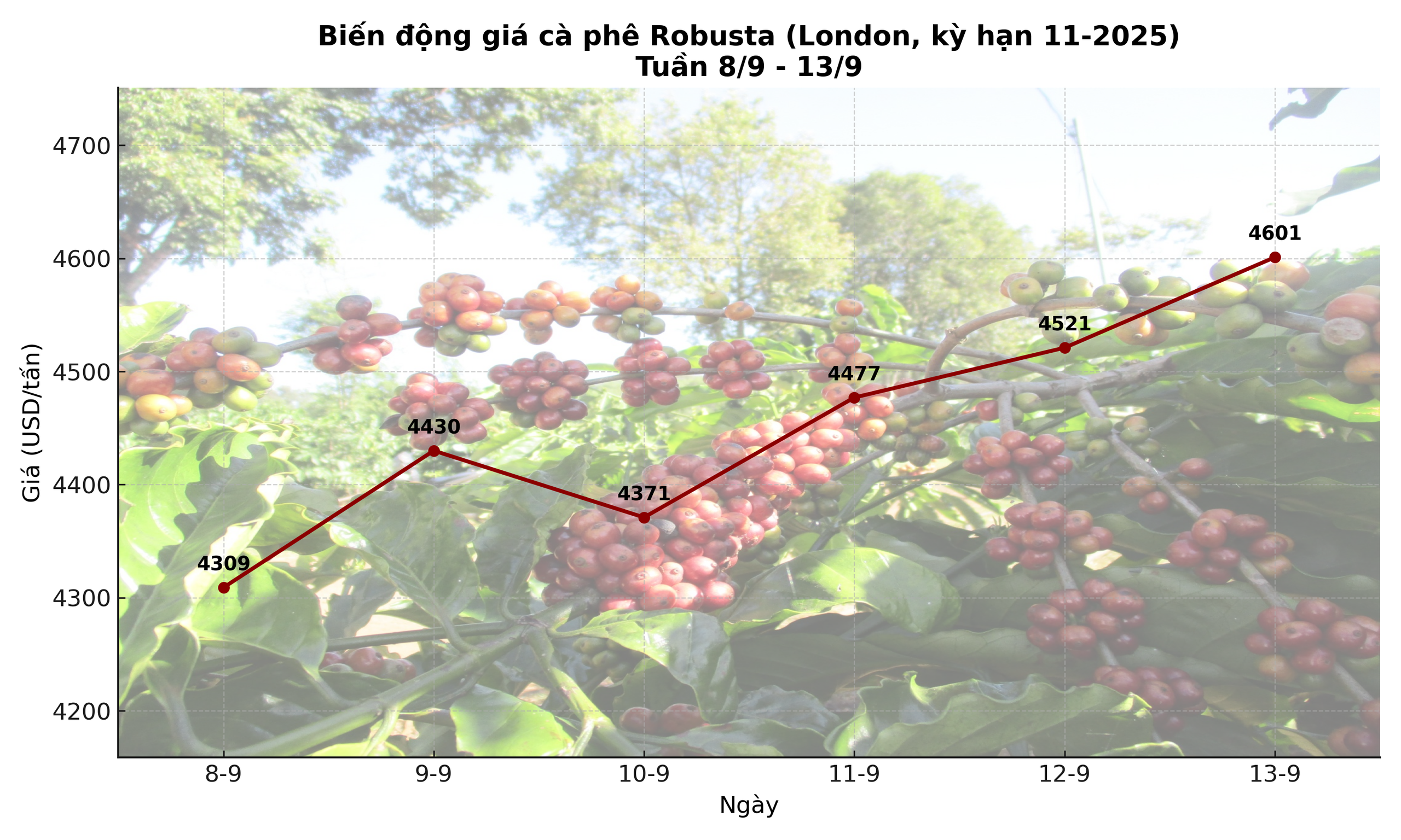 Giá cà phê hôm nay 14-9: Chốt tuần tăng, nhà vườn xả kho chuẩn bị vụ mới- Ảnh 3.