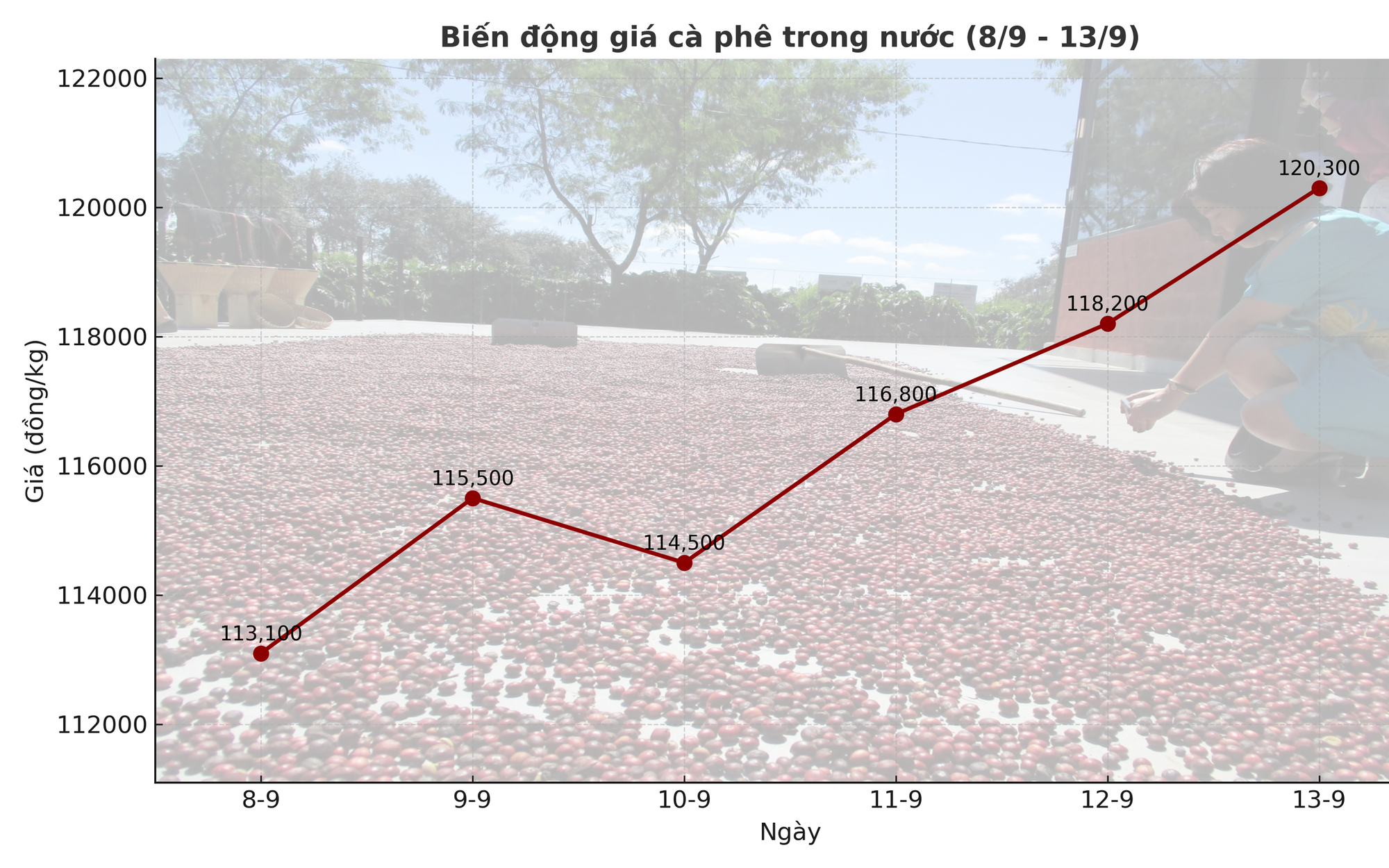 Giá cà phê hôm nay 14-9: Chốt tuần tăng, nhà vườn xả kho chuẩn bị vụ mới