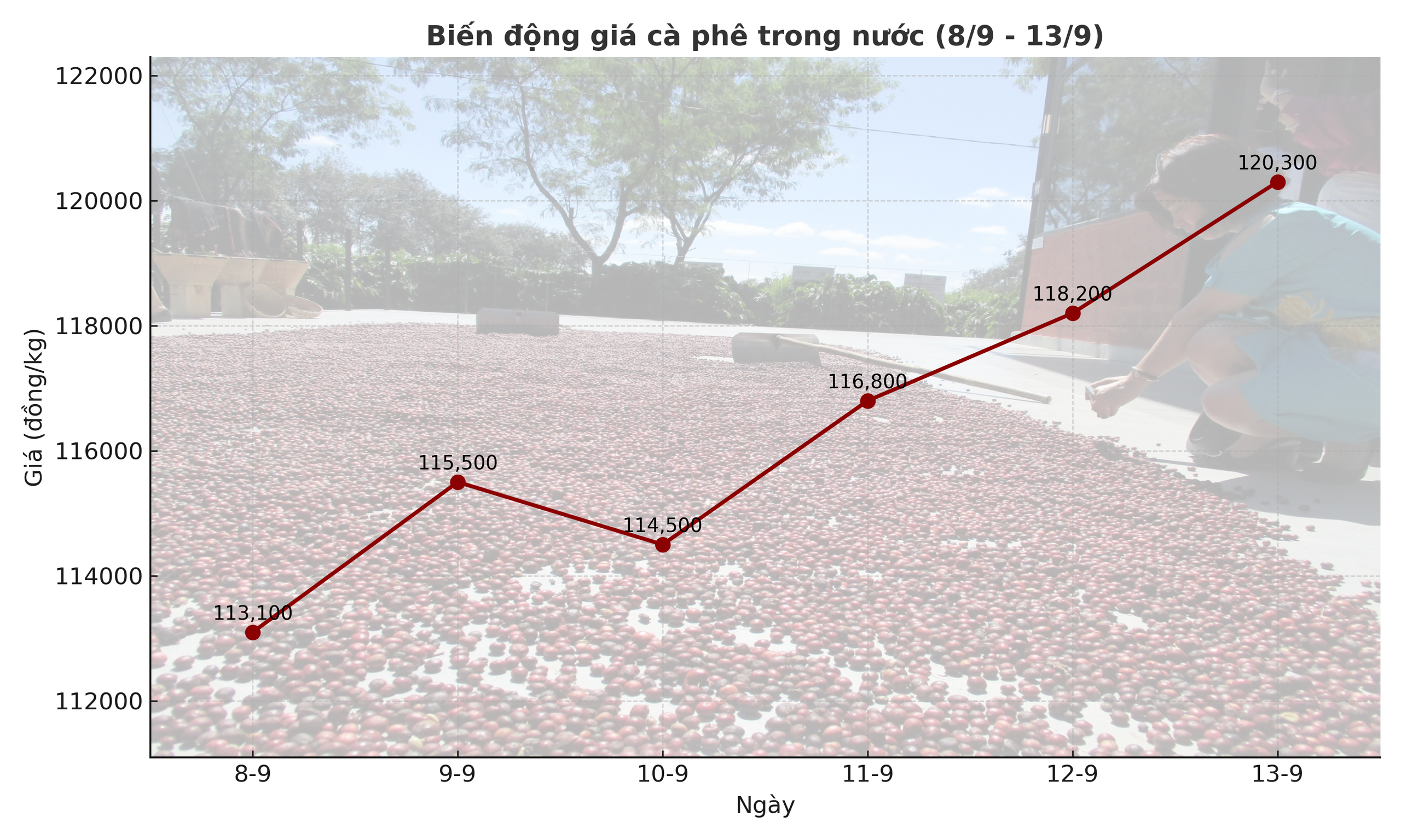 Giá cà phê hôm nay 14-9: Chốt tuần tăng, nhà vườn xả kho chuẩn bị vụ mới- Ảnh 2.