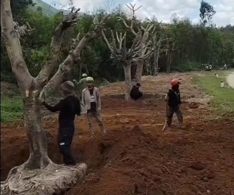 Câu chuyện xúc động về người chồng trồng hoa tưởng nhớ vợ Sau tai nạn giao thông - Ảnh 2.
