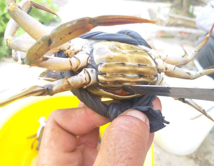CLIP: Tuyệt chi&ecirc;u chọn cua biển C&agrave; Mau bao ngon - Ảnh 6.