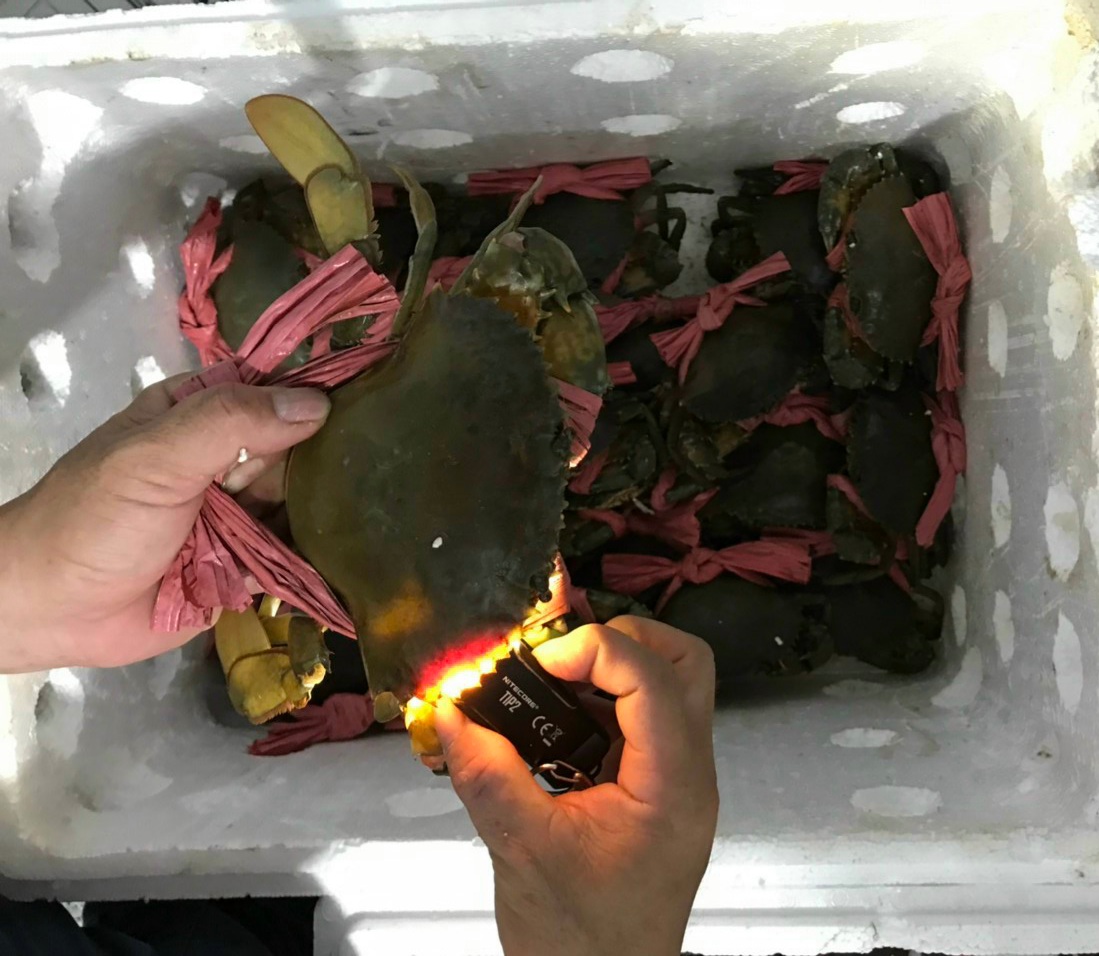 CLIP: Tuyệt chi&ecirc;u chọn cua biển C&agrave; Mau bao ngon - Ảnh 8.