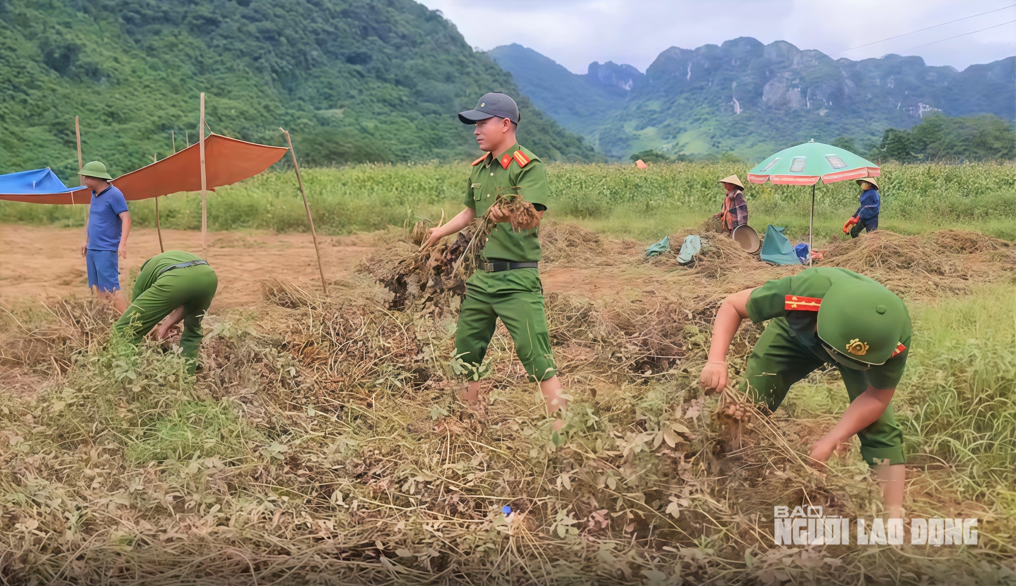 VIDEO: Công an xắn quần, lội ruộng giúp dân thu hoạch lạc ngày Quốc khánh ở Quảng Trị - Ảnh 1.
