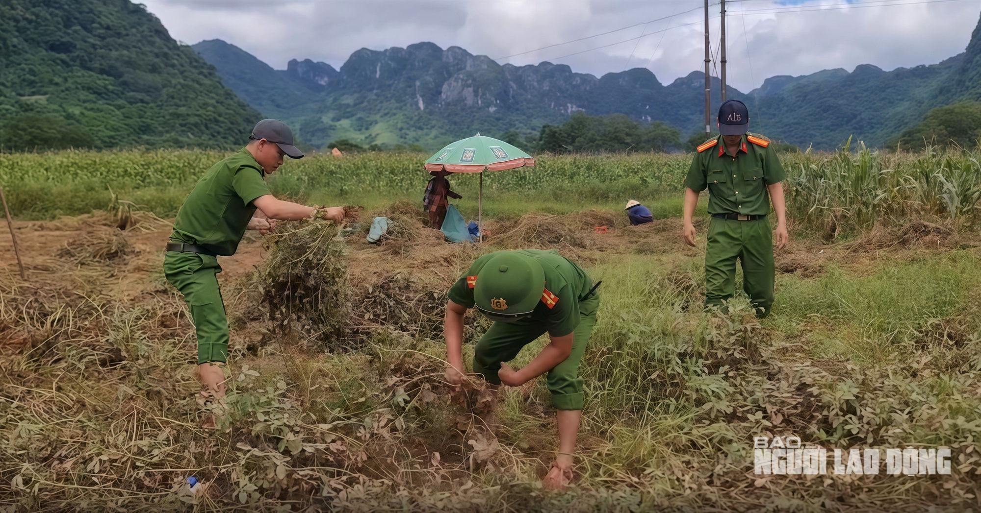 VIDEO: Công an xắn quần, lội ruộng giúp dân thu hoạch lạc ngày Quốc khánh ở Quảng Trị - Ảnh 2.