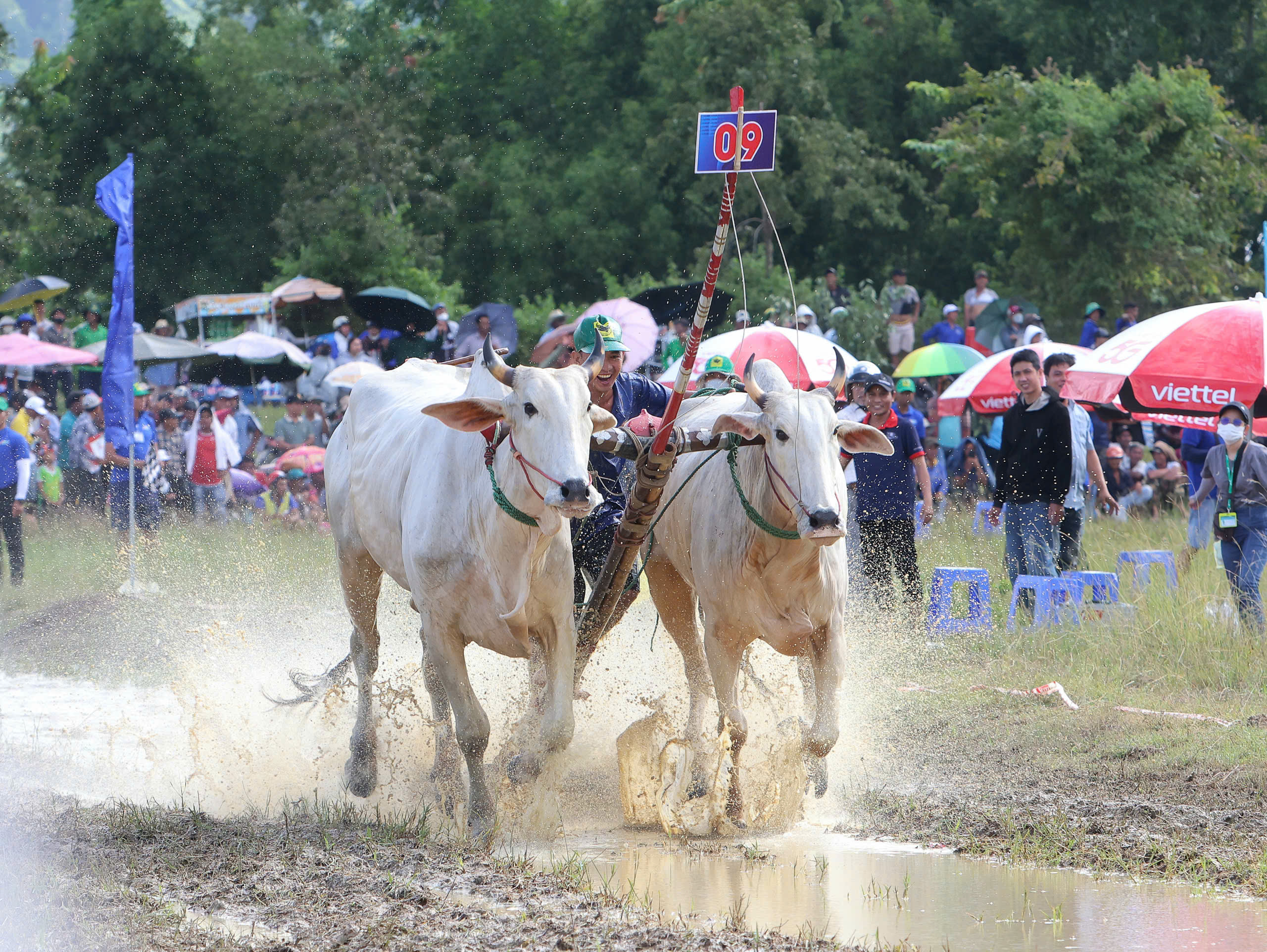 Náo nhiệt Hội Đua bò Bảy Núi An Giang - Ảnh 3.