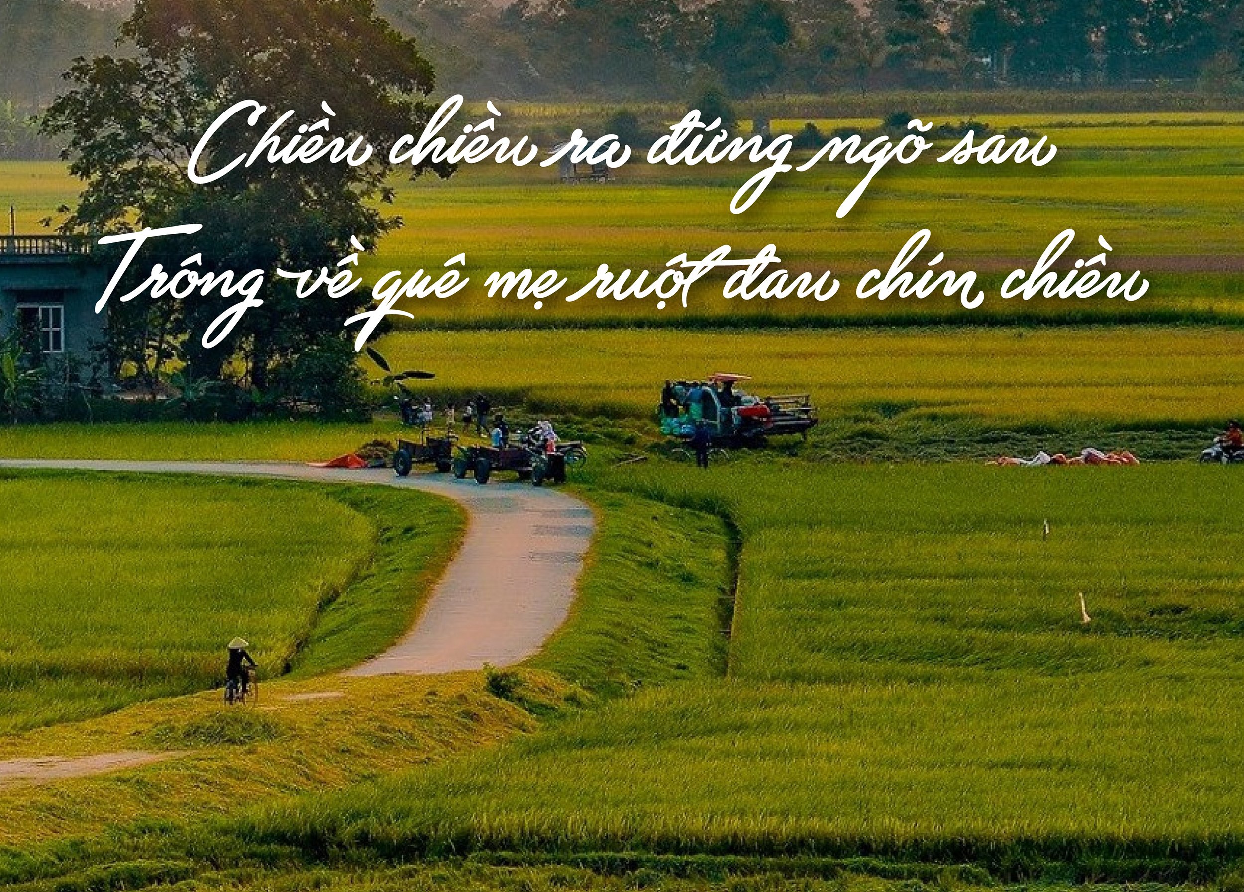 Tiếng Việt gi&agrave;u đẹp: "Ruột đau ch&iacute;n chiều" - Ảnh 1.