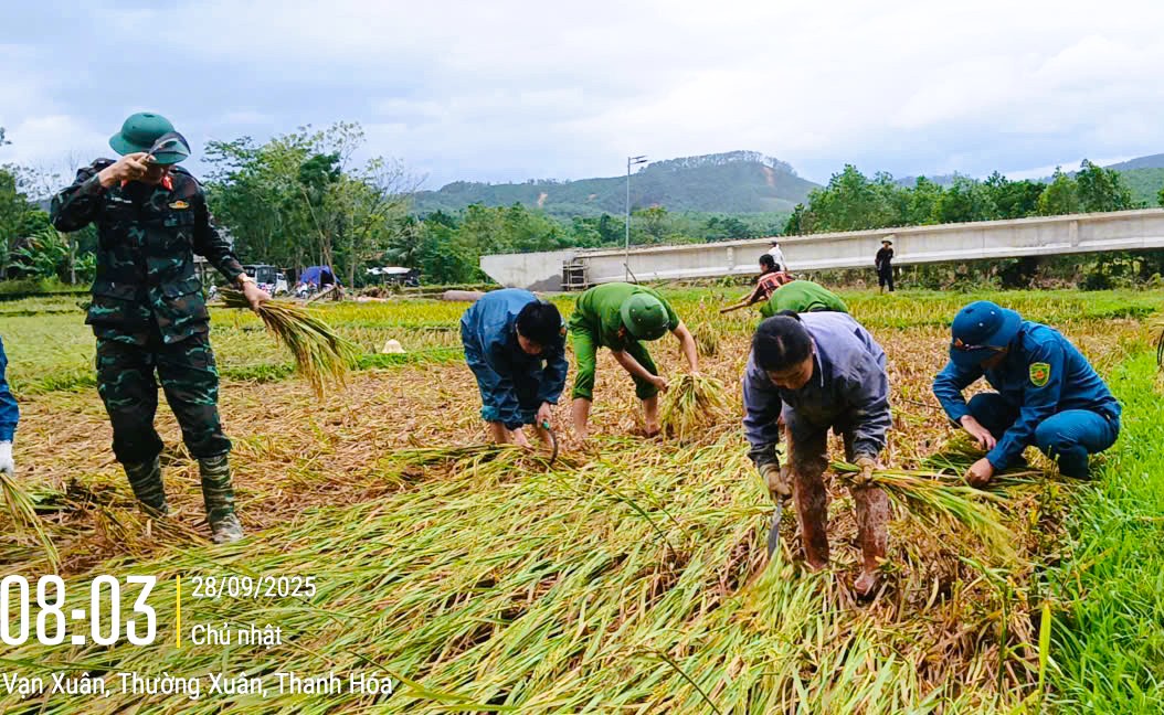 C&ocirc;ng an Thanh H&oacute;a gi&uacute;p d&acirc;n gặt l&uacute;a "chạy" b&atilde;o số 10 Bualoi- Ảnh 1.