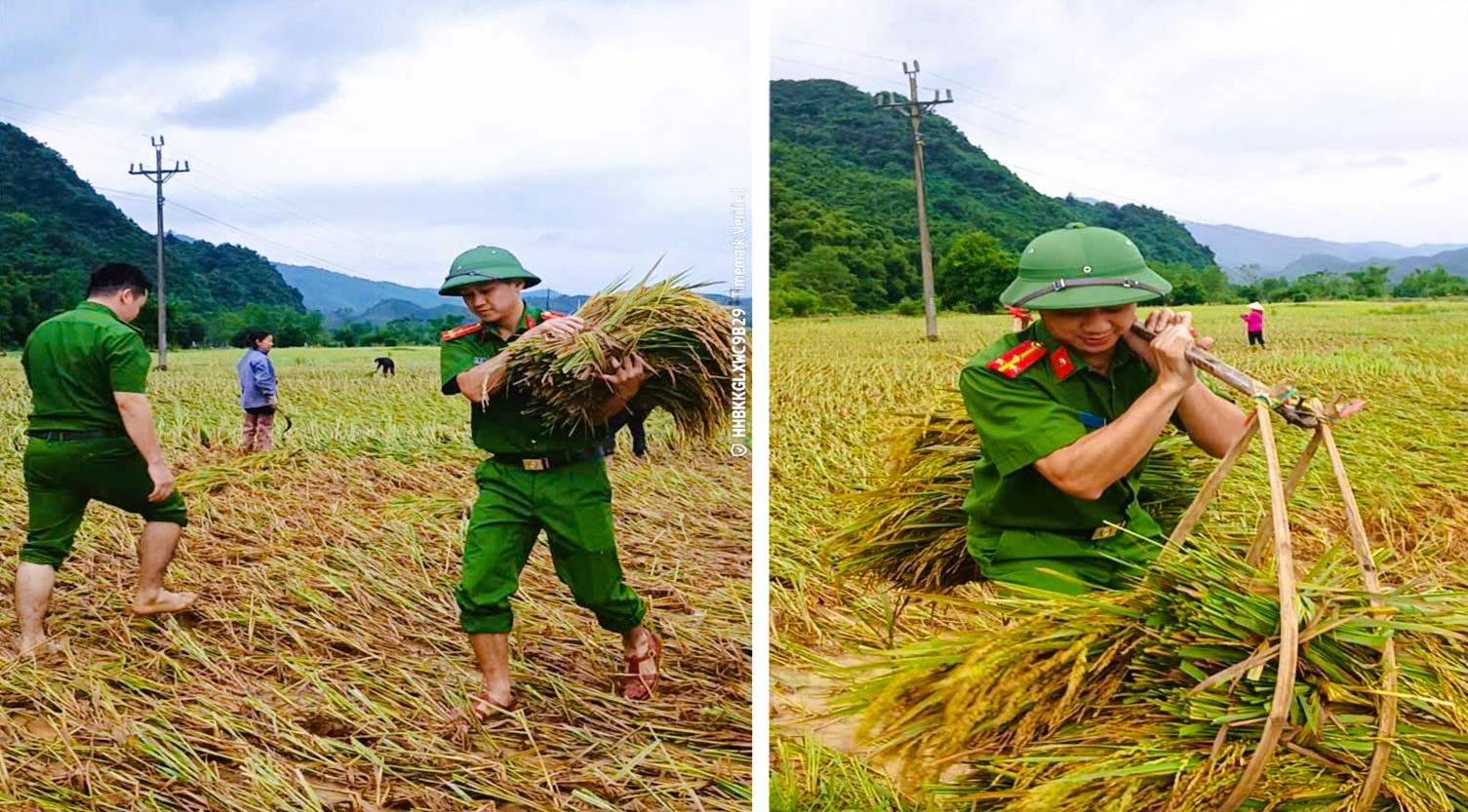C&ocirc;ng an Thanh H&oacute;a gi&uacute;p d&acirc;n gặt l&uacute;a "chạy" b&atilde;o số 10 Bualoi- Ảnh 6.