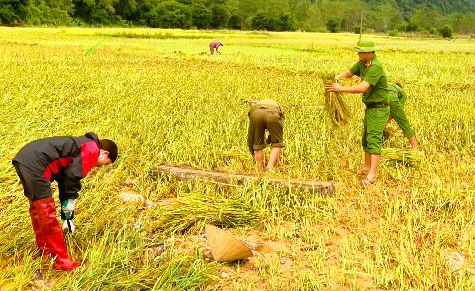 C&ocirc;ng an Thanh H&oacute;a gi&uacute;p d&acirc;n gặt l&uacute;a "chạy" b&atilde;o số 10 Bualoi- Ảnh 2.