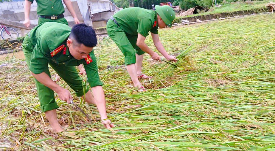 C&ocirc;ng an Thanh H&oacute;a gi&uacute;p d&acirc;n gặt l&uacute;a "chạy" b&atilde;o số 10 Bualoi- Ảnh 5.