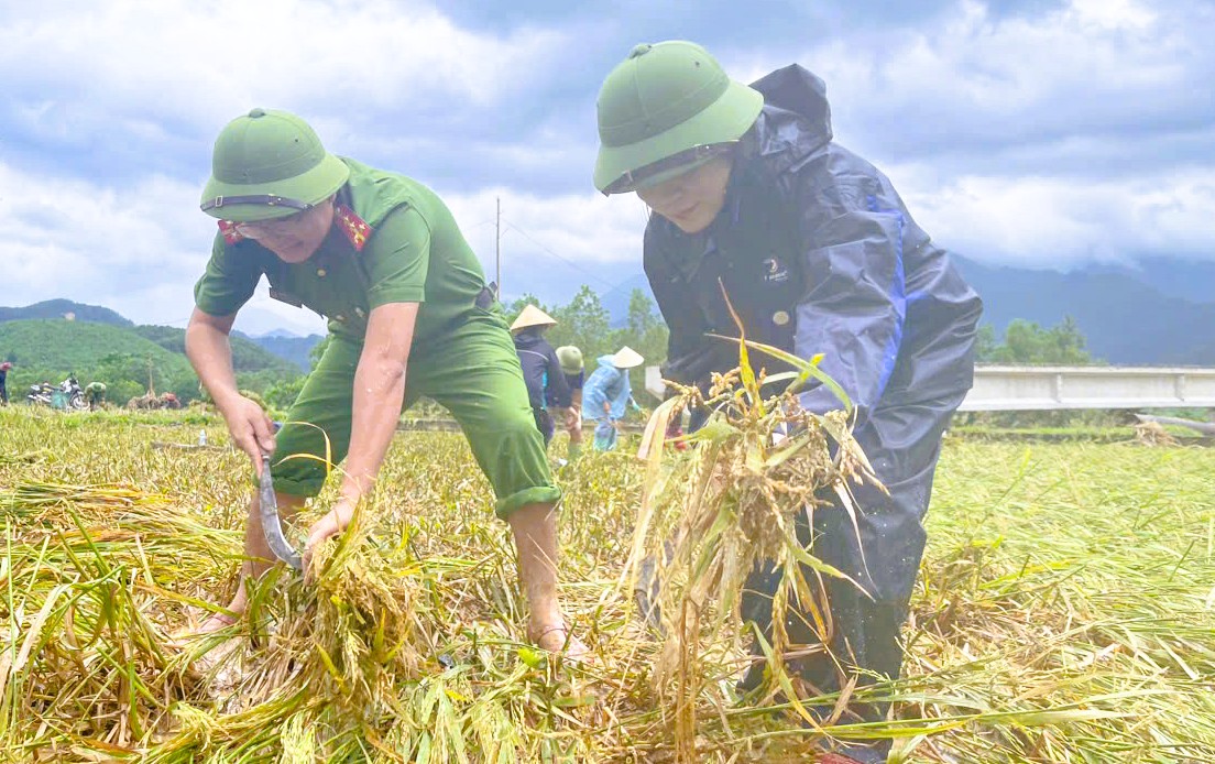 C&ocirc;ng an Thanh H&oacute;a gi&uacute;p d&acirc;n gặt l&uacute;a "chạy" b&atilde;o số 10 Bualoi- Ảnh 3.