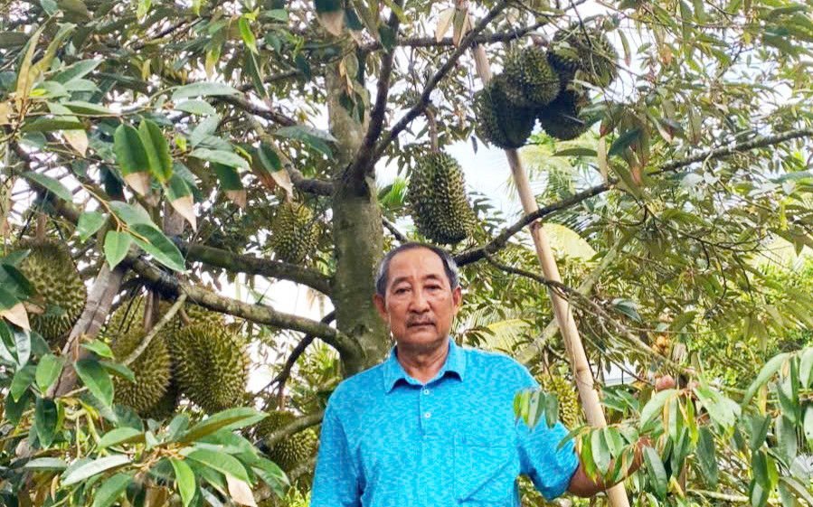 L&atilde;o n&ocirc;ng miền T&acirc;y trồng sầu ri&ecirc;ng lạ, gi&aacute; 700.000 đồng/kg thu h&uacute;t người ti&ecirc;u d&ugrave;ng - Ảnh 1.