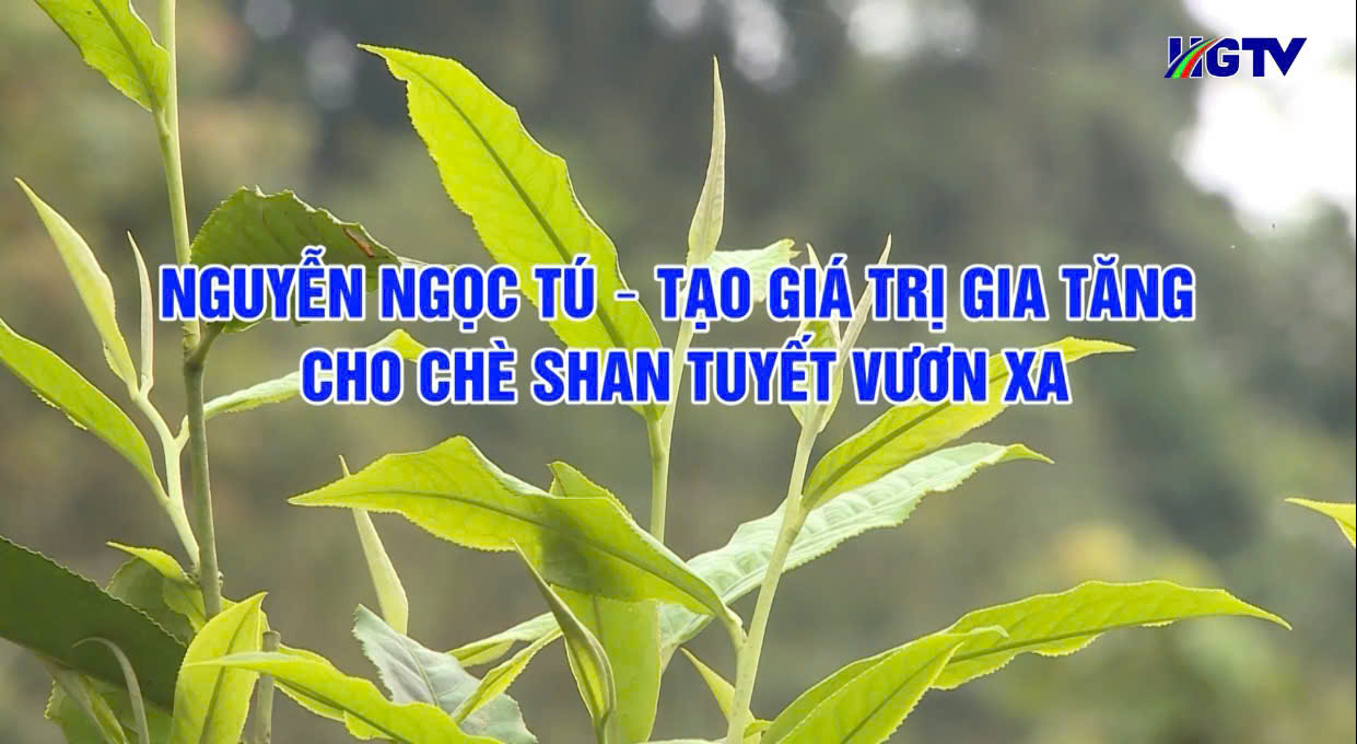 Trà Bancha Vân Phụng: Dòng trà tinh tế giữ trọn vẹn tinh hoa đất trời- Ảnh 1.