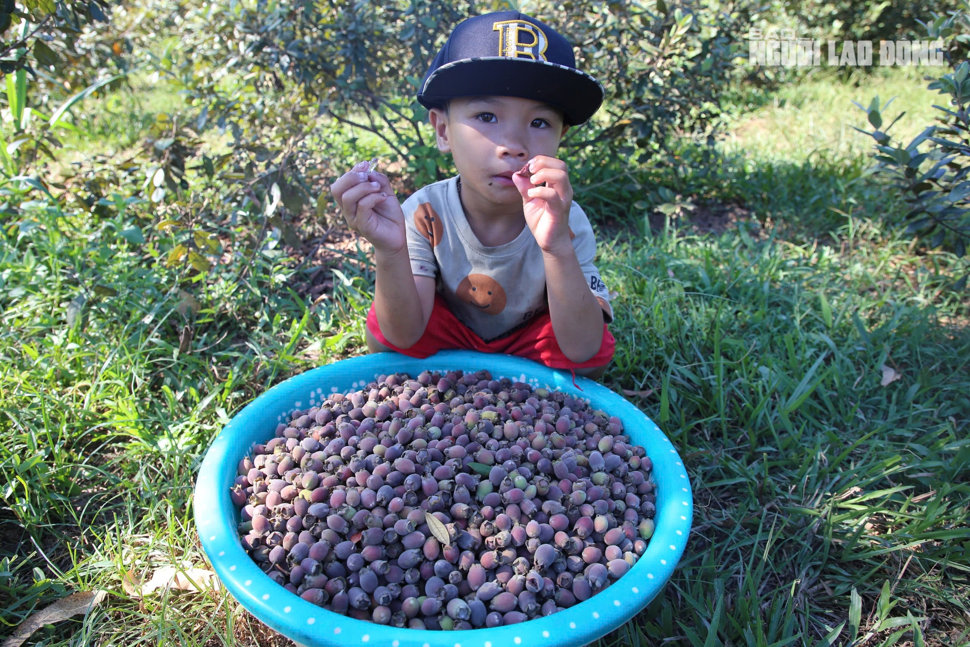 Loài cây hoang dại cho quả tím biếc, bất ngờ thành "cây làm giàu" ở dãy Hoành Sơn - Ảnh 4.