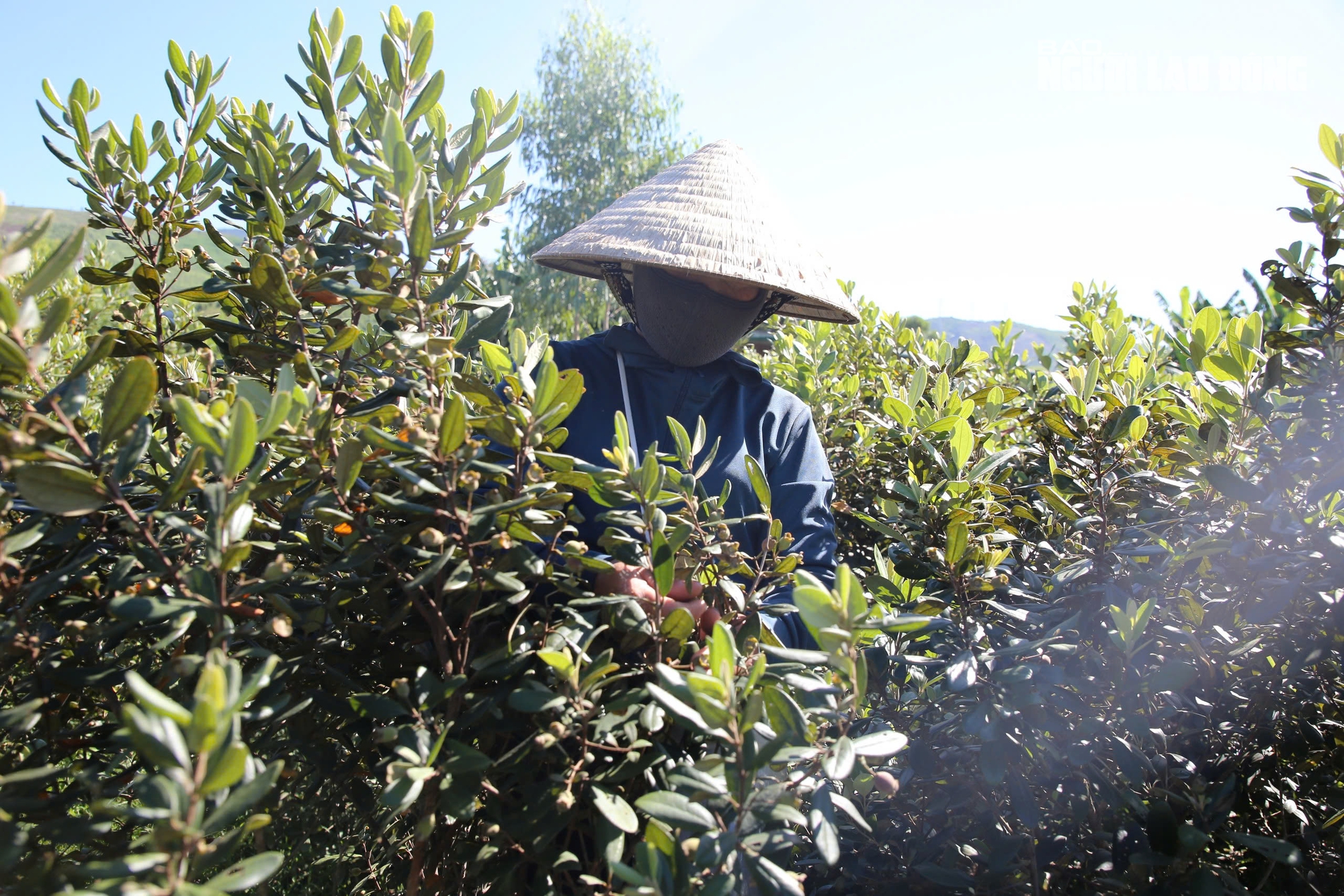 Loài cây hoang dại cho quả tím biếc, bất ngờ thành "cây làm giàu" ở dãy Hoành Sơn - Ảnh 8.
