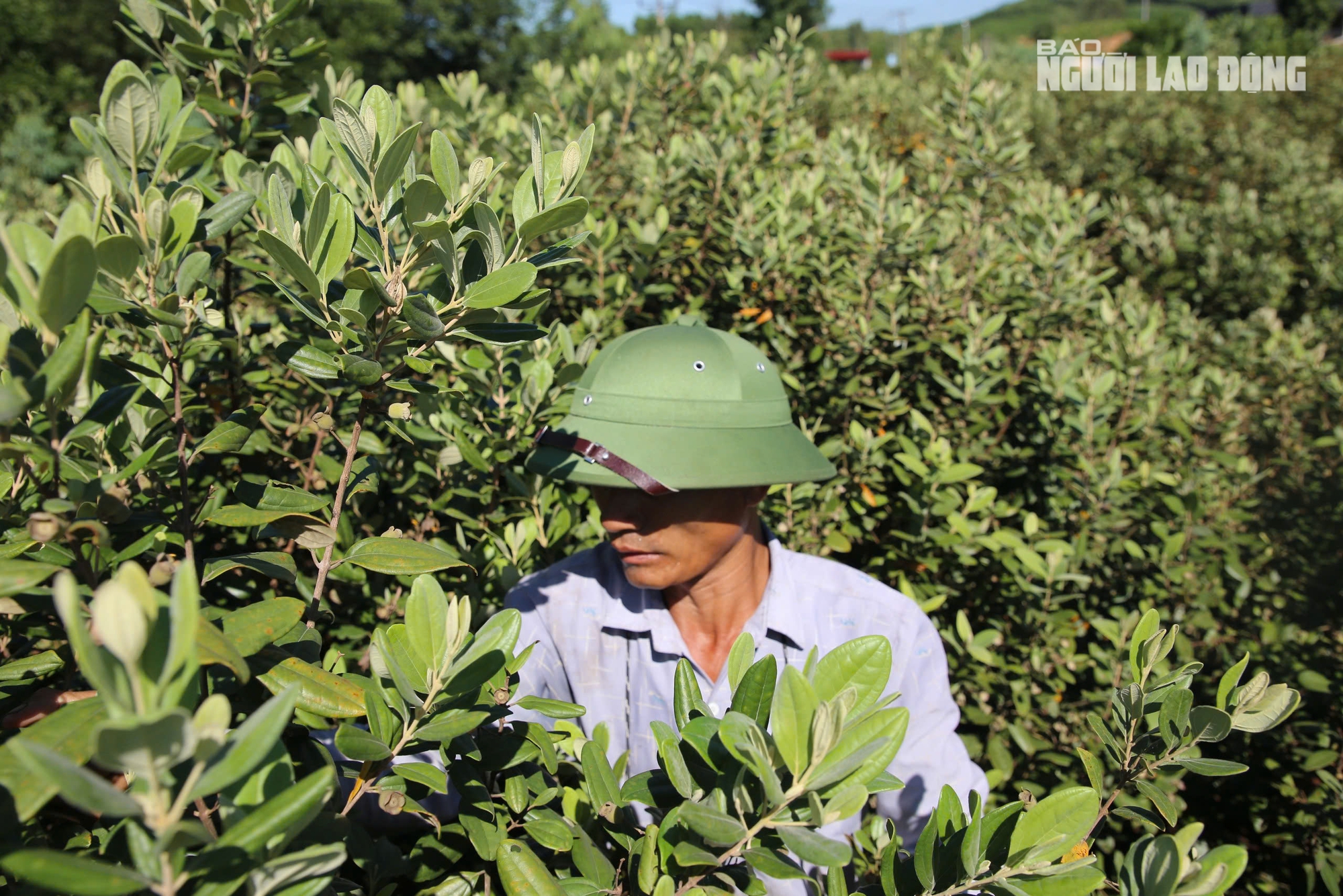 Loài cây hoang dại cho quả tím biếc, bất ngờ thành "cây làm giàu" ở dãy Hoành Sơn - Ảnh 9.