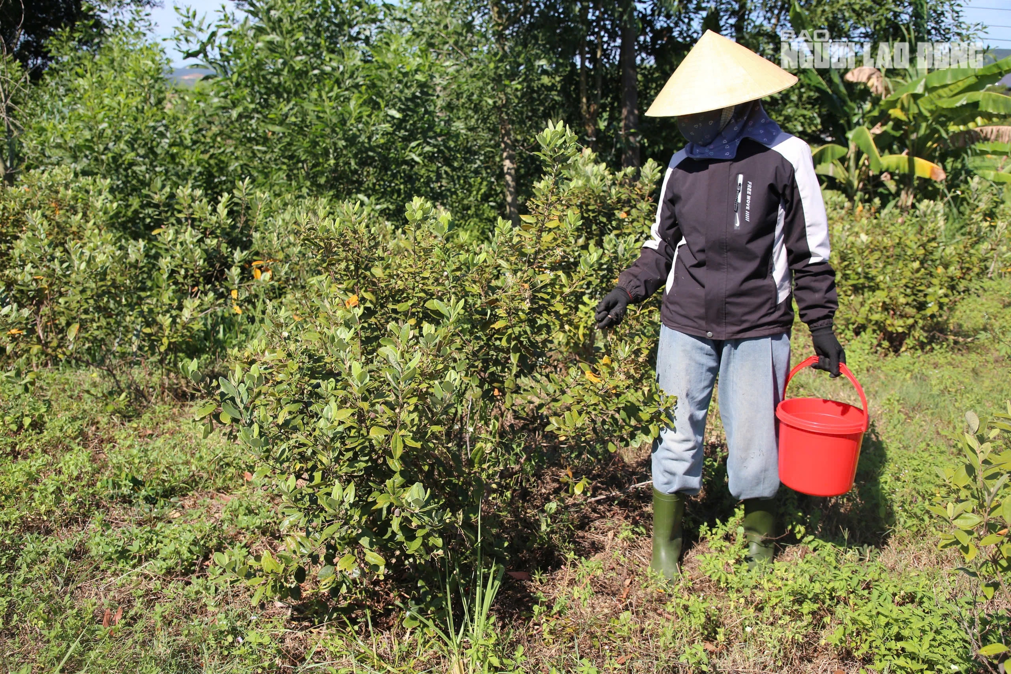 Loài cây hoang dại cho quả tím biếc, bất ngờ thành "cây làm giàu" ở dãy Hoành Sơn - Ảnh 12.