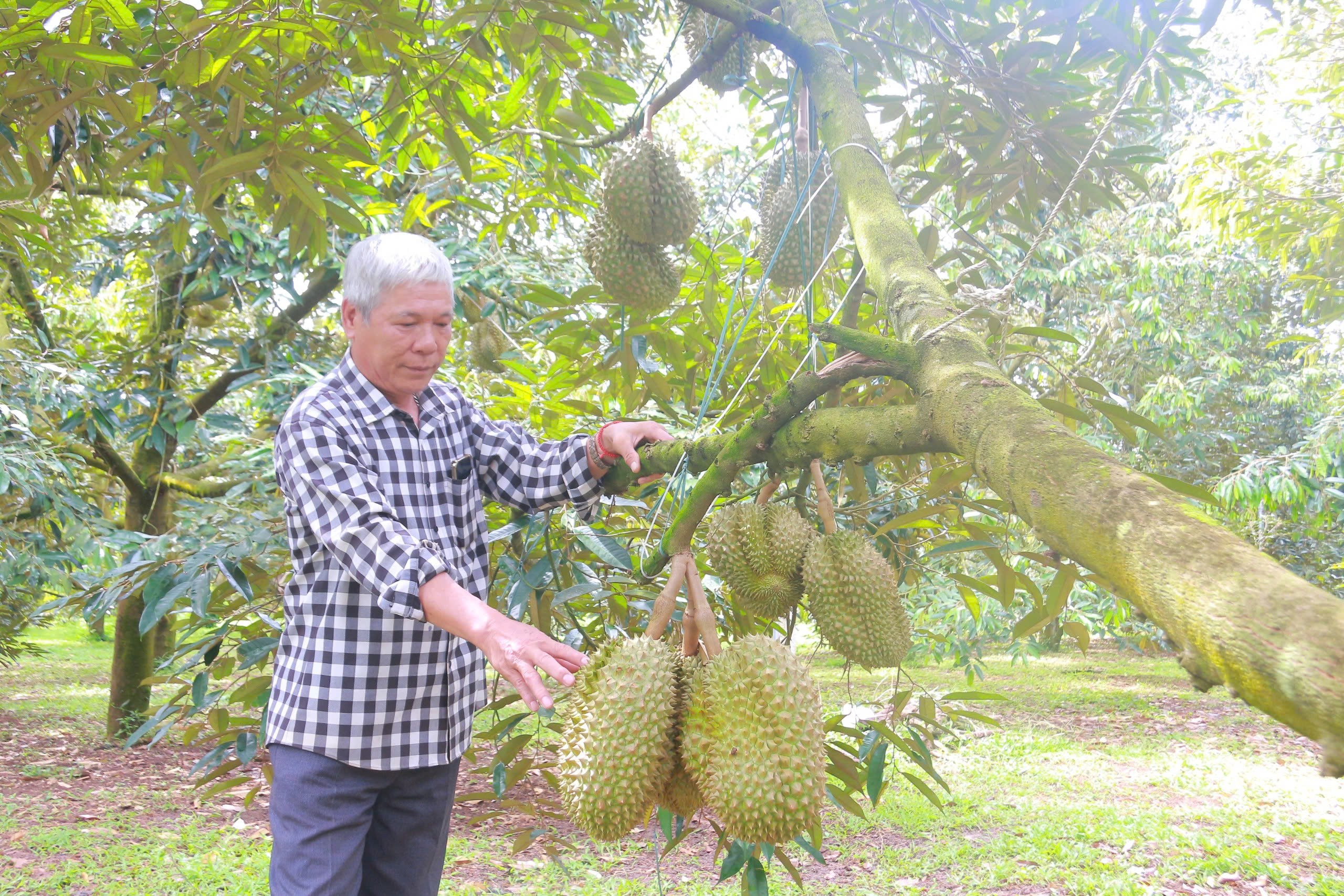 Tham tán Thương mại Việt Nam chia sẻ về thị trường sầu riêng Trung Quốc- Ảnh 2.