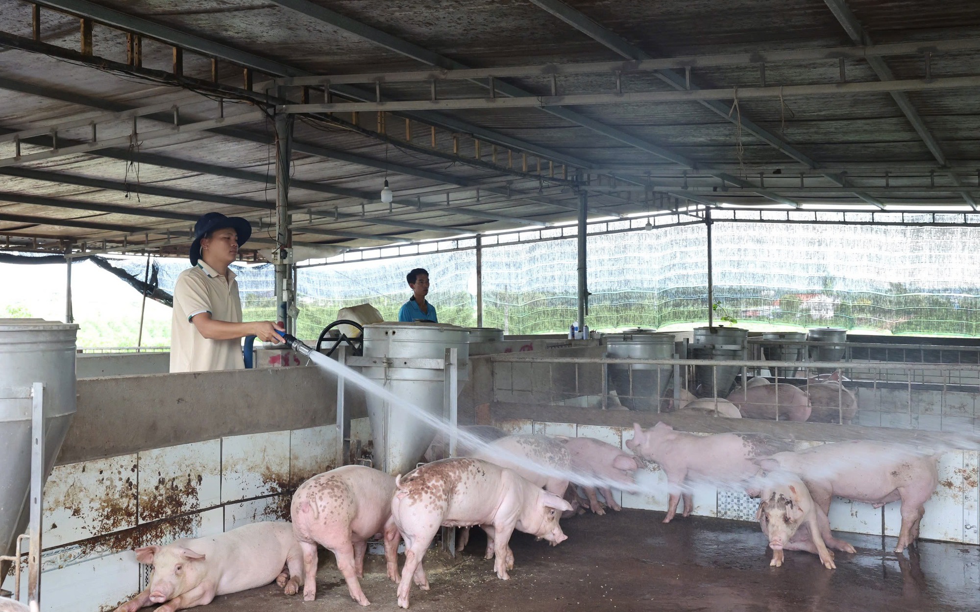 TP HCM: Ba hộ dân che giấu ổ dịch tả heo châu Phi