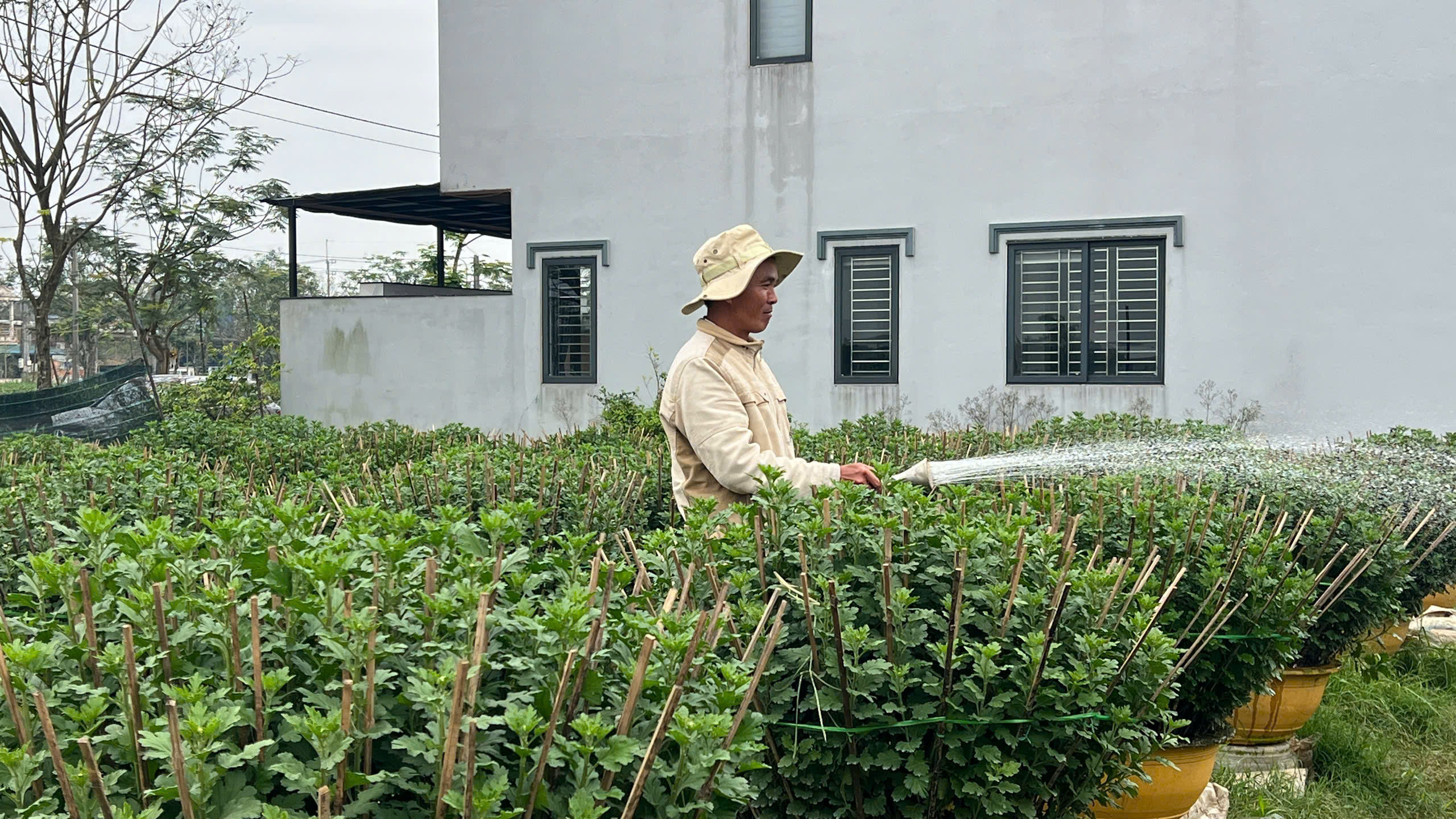 Người trồng hoa Tết xứ Huế vượt lũ , tiếp tục khởi nghiệp và phát triển kinh tế - Ảnh 7.