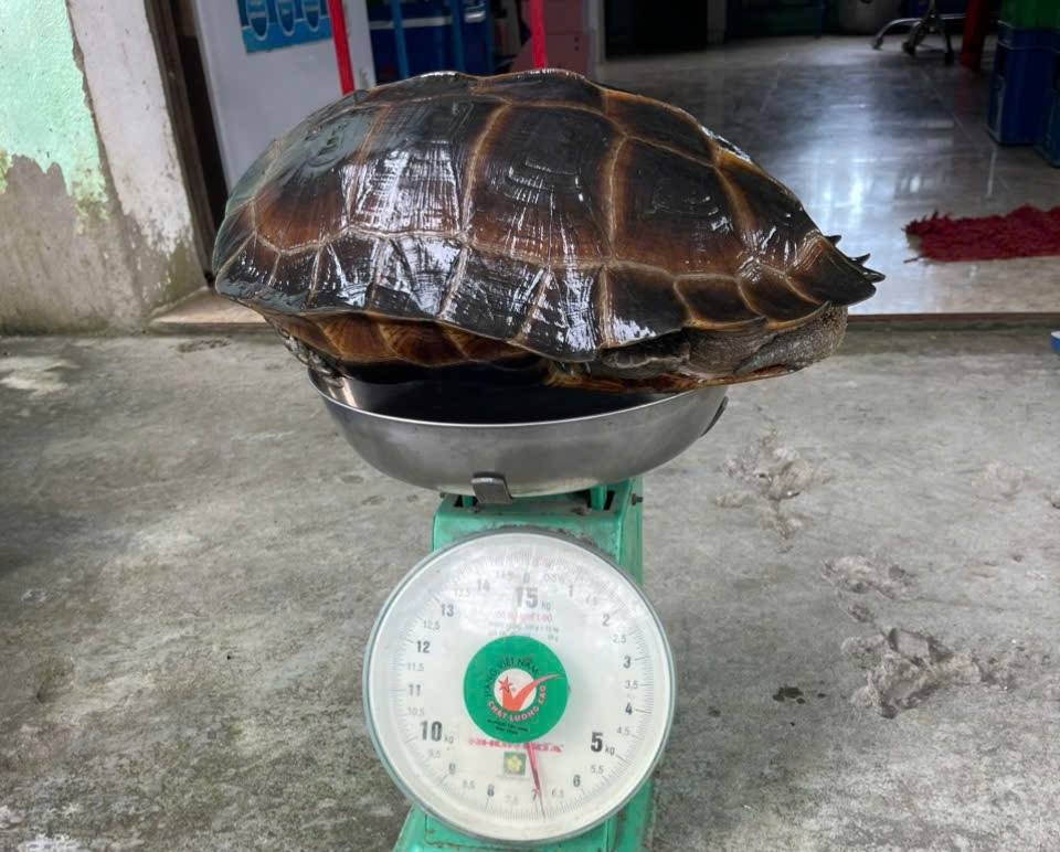 Người dân Đà Nẵng giao nộp rùa qúy hiếm nặng 6 , 8 kg cho cơ quan chức năng - Ảnh 2.