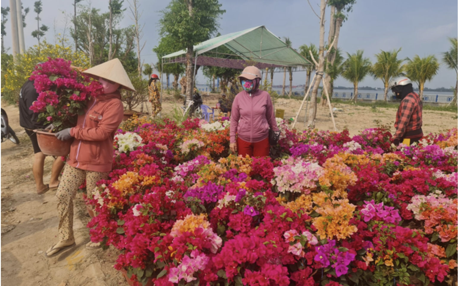 Cần Thơ: 700 lô, sạp kinh doanh hoa kiểng Tết được miễn phí mặt bằng, điện, nước