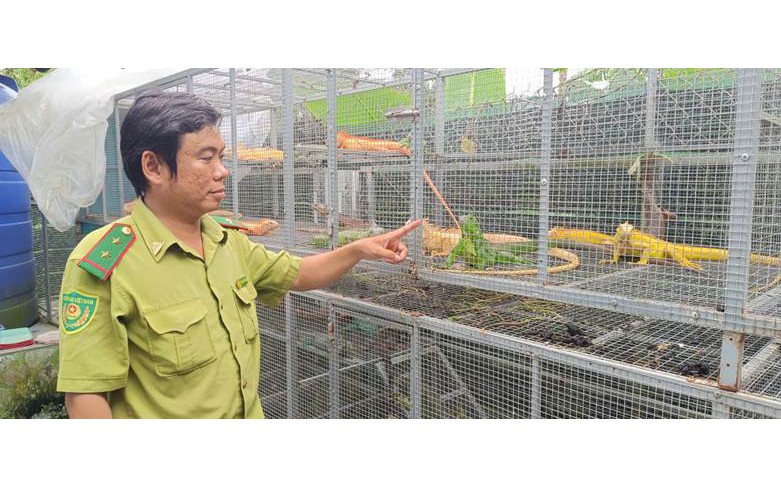 Nuôi "rồng" ở TPHCM: Thú chơi đắt đỏ vi phạm pháp luật