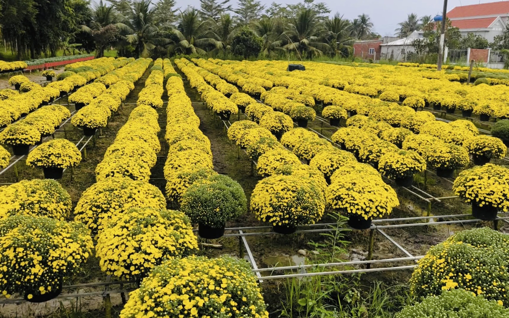 Vĩnh Long "giải cứu" hàng ngàn chậu cúc mâm xôi nở sớm cho nhà vườn