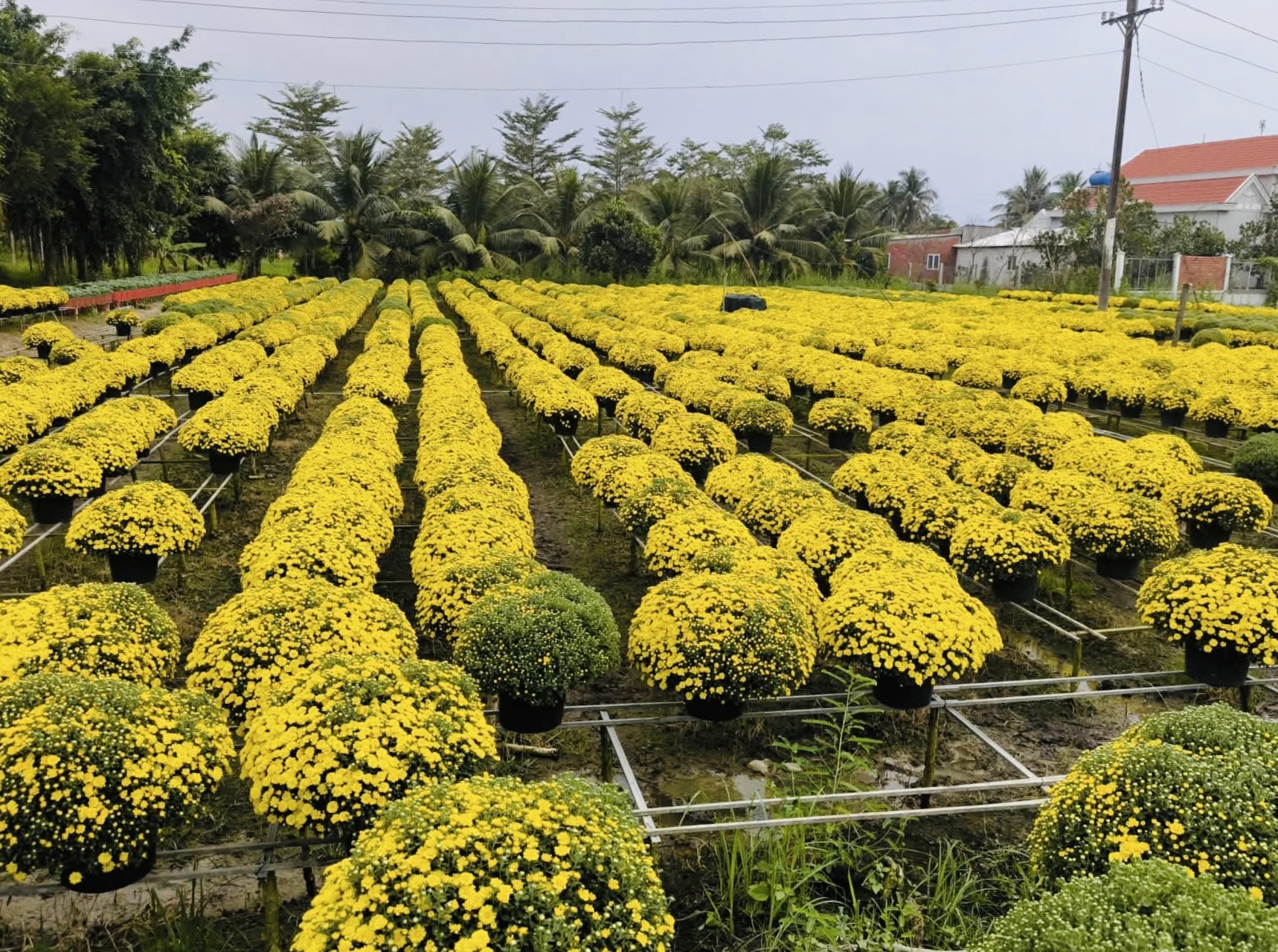 Vĩnh Long hỗ trợ tiêu thụ 300 . 000 Chậu cúc mâm xôi nở sớm cho nhà vườn - Ảnh 1.