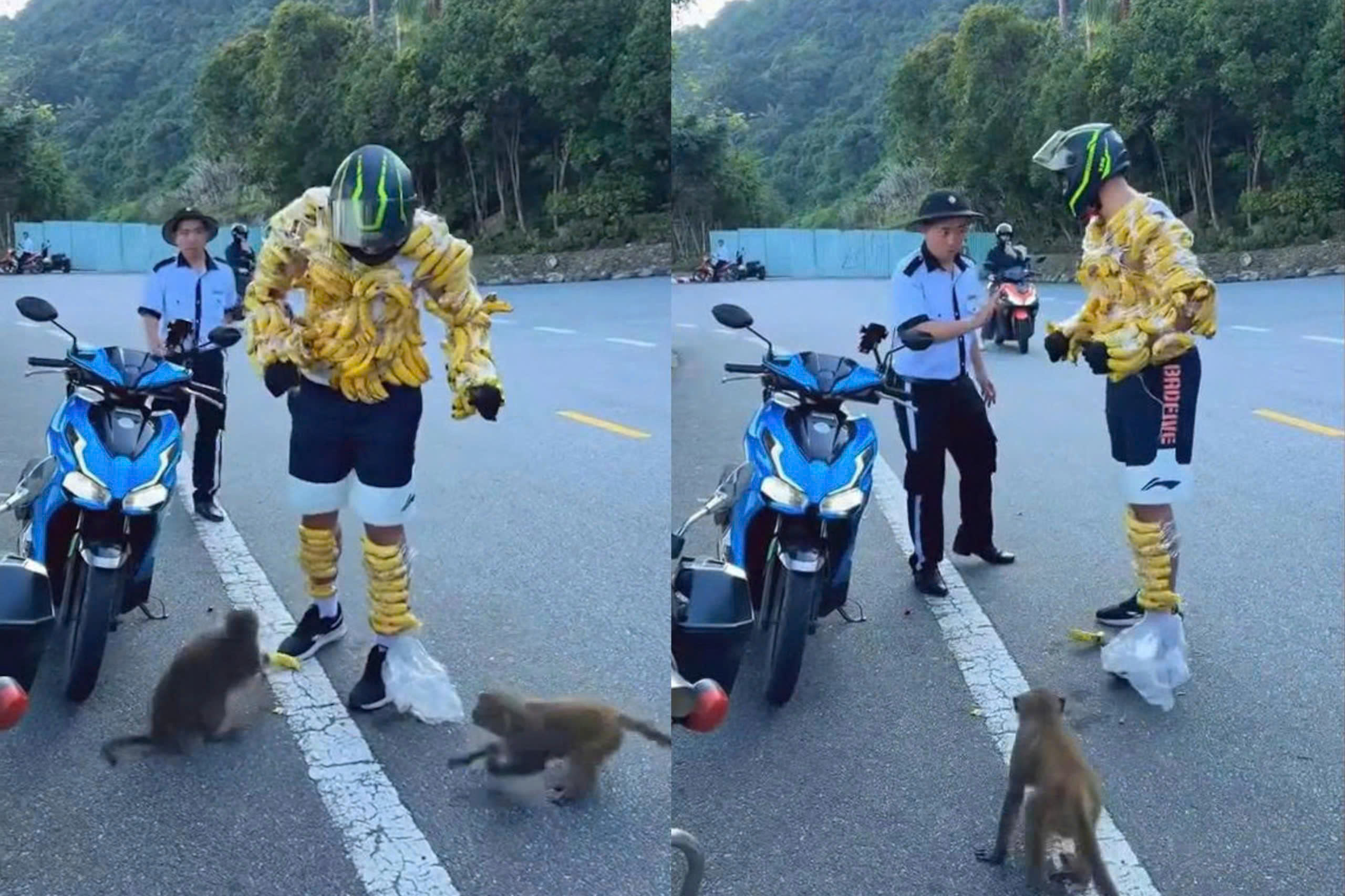 Du khách nước ngòai quấn chuối trêu khỉ hoang dã ở Sơn Trà gây tranh cãi - Ảnh 1.
